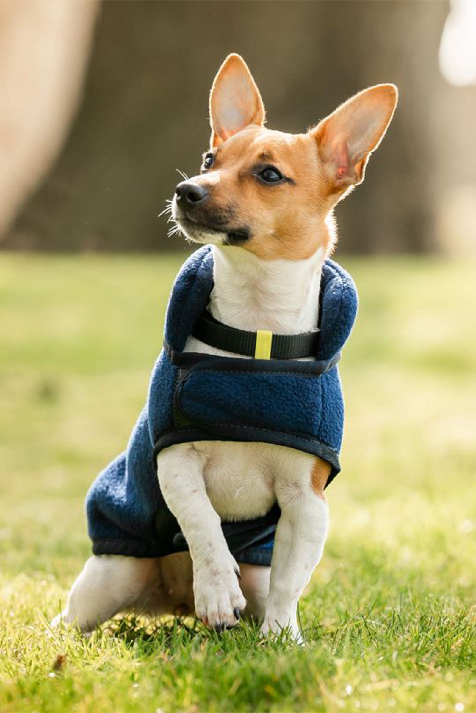 Horseware Signature Fleecová deka pro psy Dog Accesories