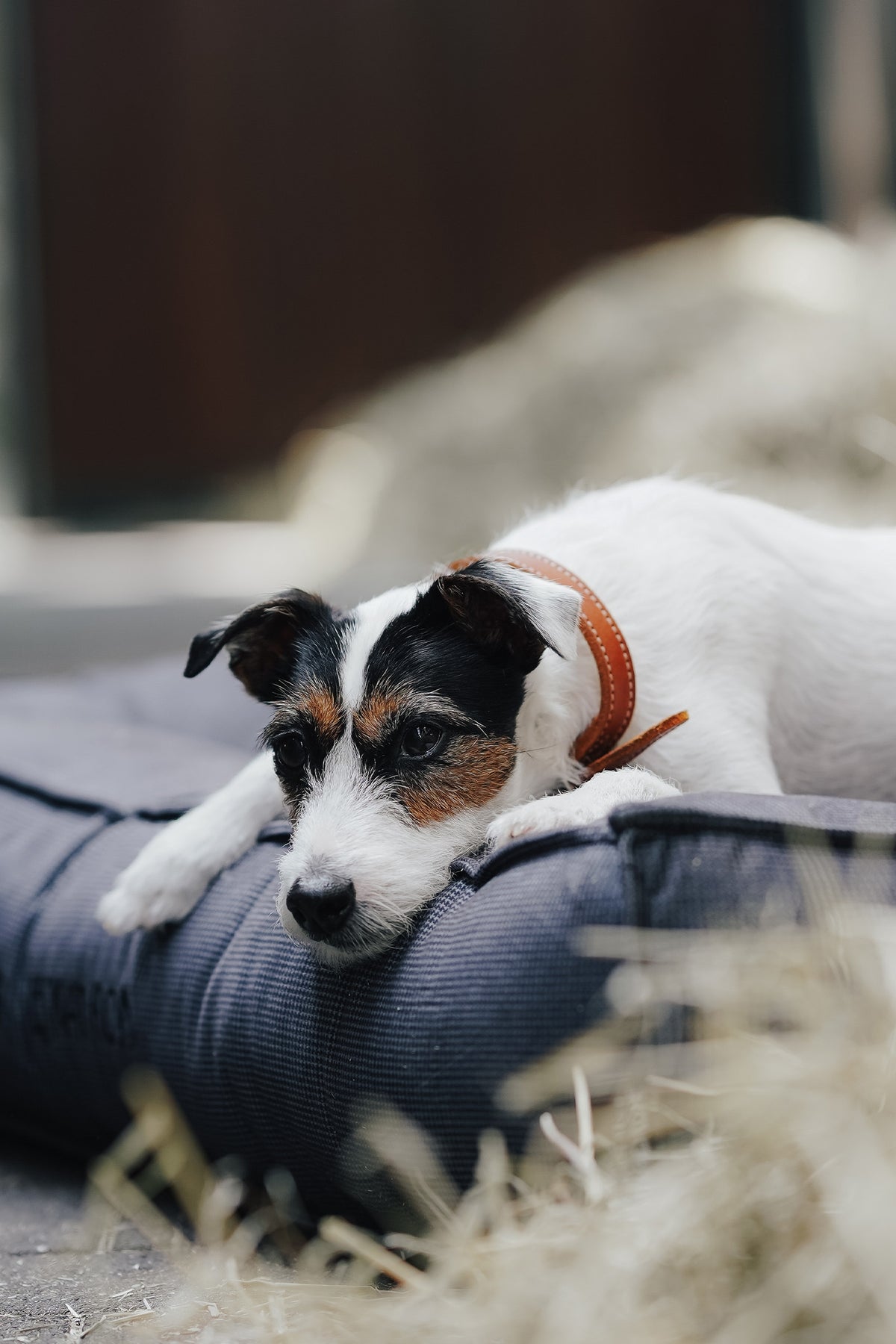 Eskadron Hunter x ESKADRON CHESTER Dog Bed Dog Accesories