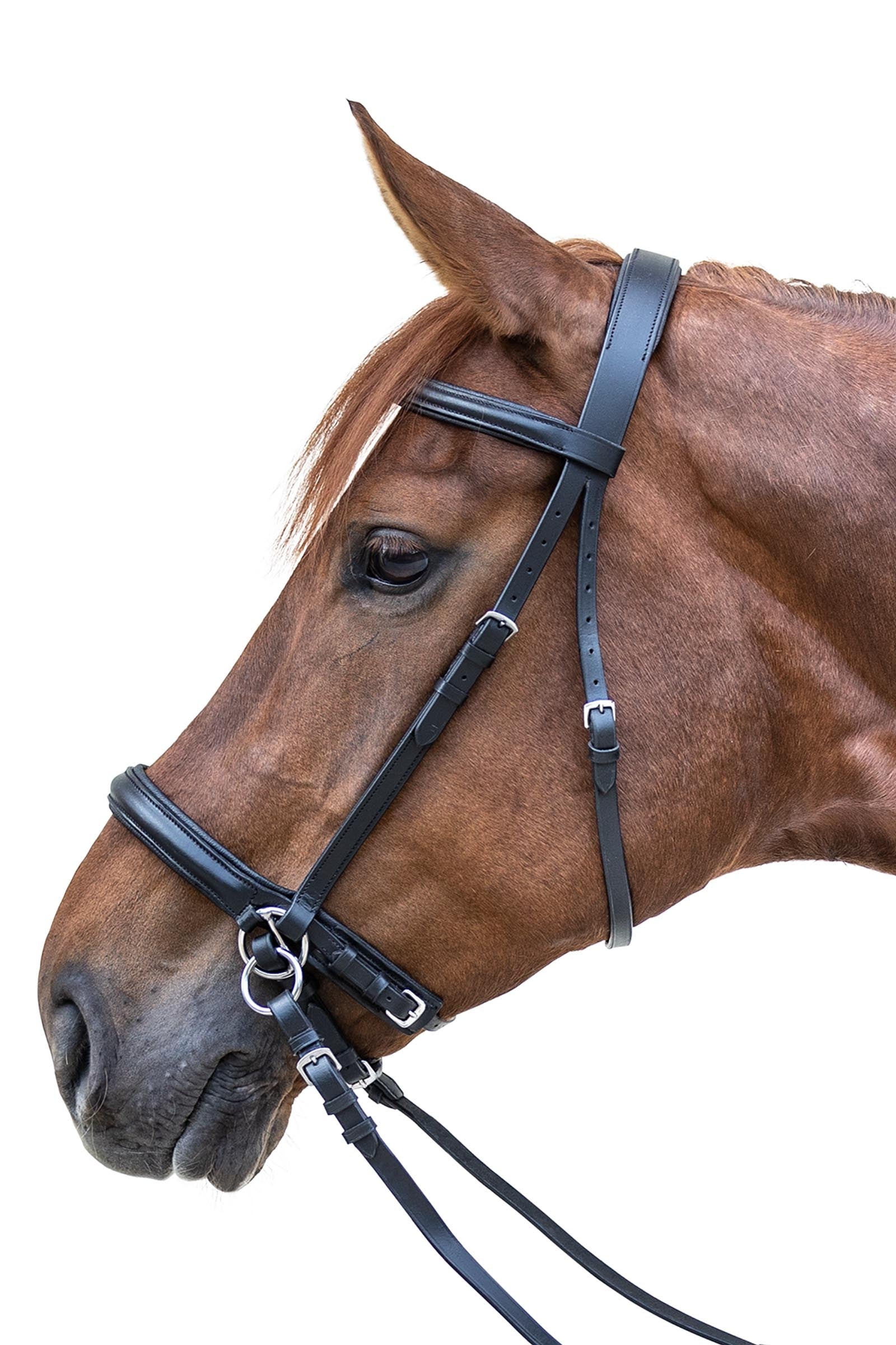 Star STAR Uzda bez udidla Bridles & Reins