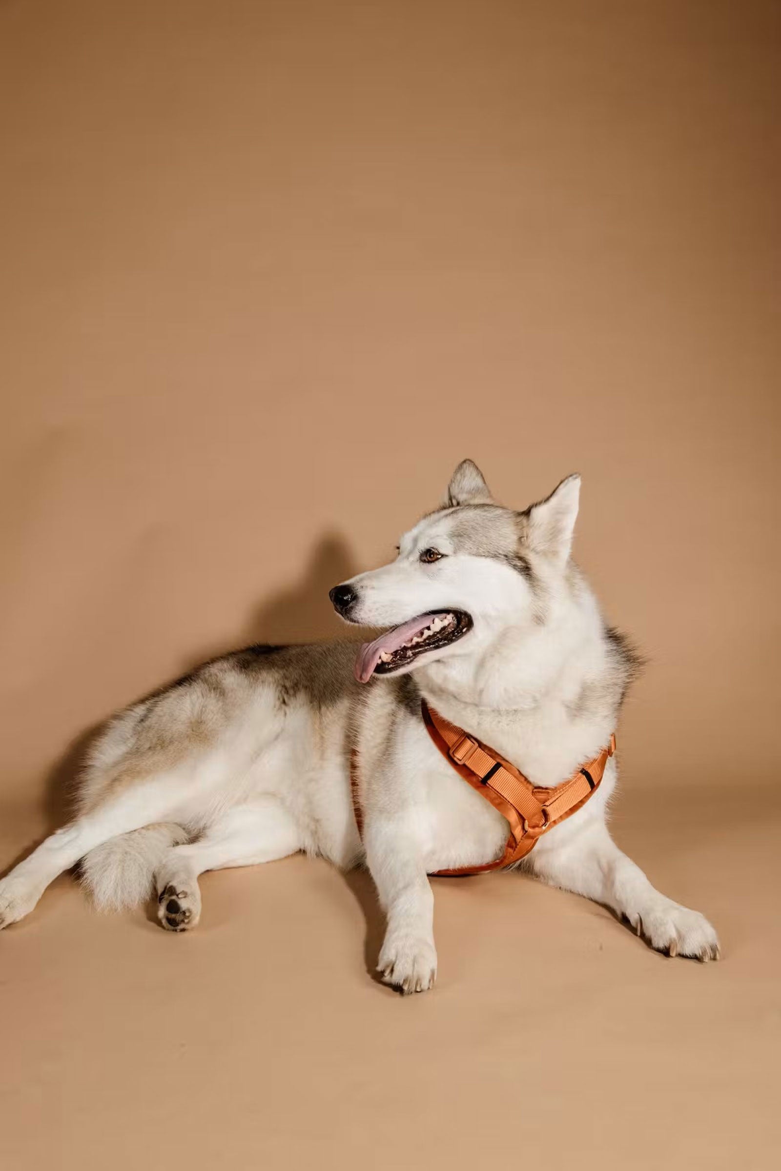 Kentucky Dogwear Active Velvet Dog Harness Dog Accesories