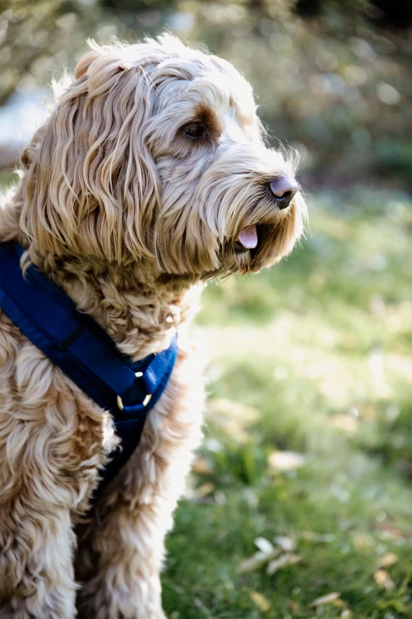 Kentucky Dogwear Active Velvet Dog Harness Dog Accesories