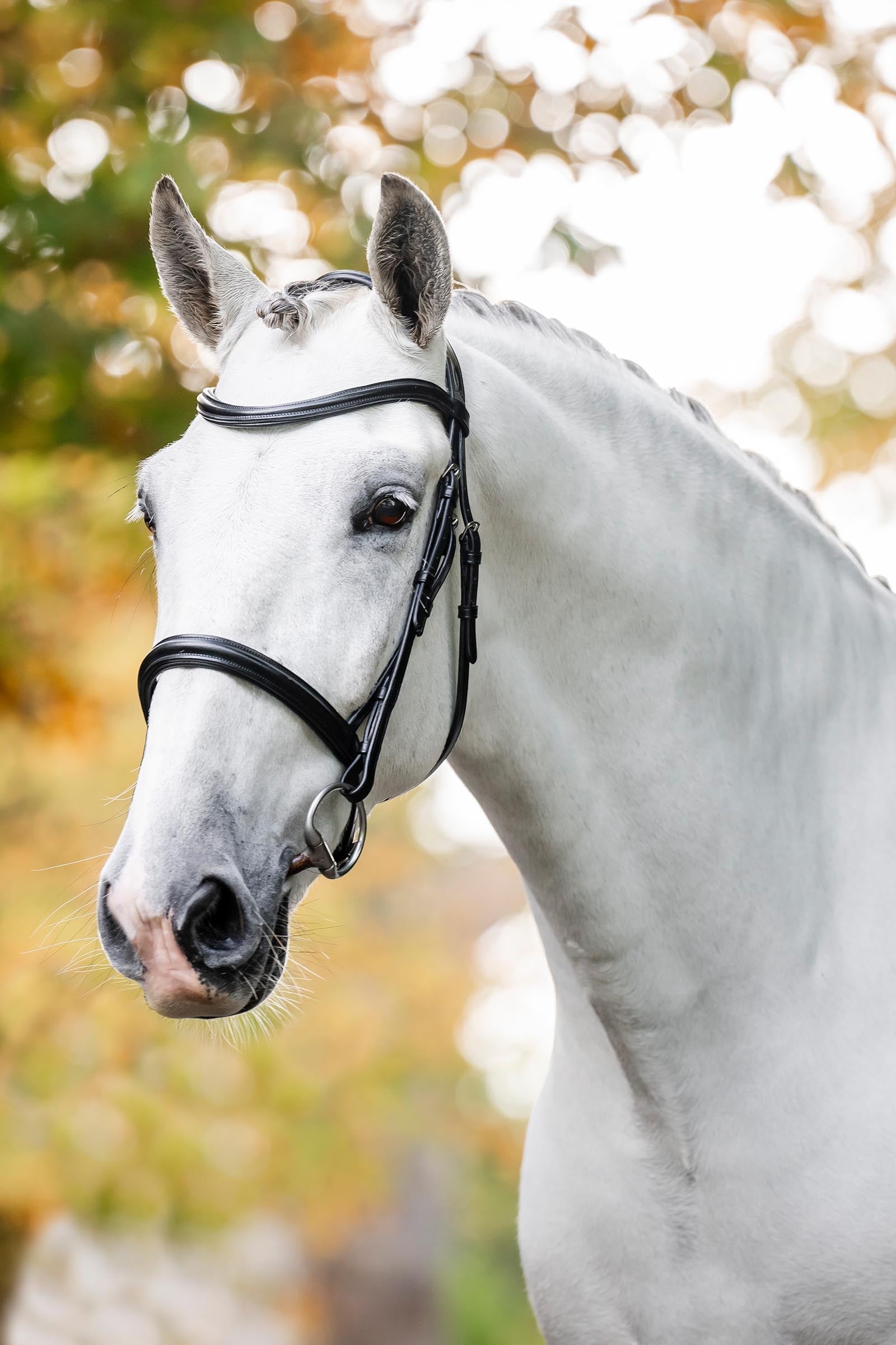 Horseware uzdečka s anglickým nánosníkem Bridles & Reins