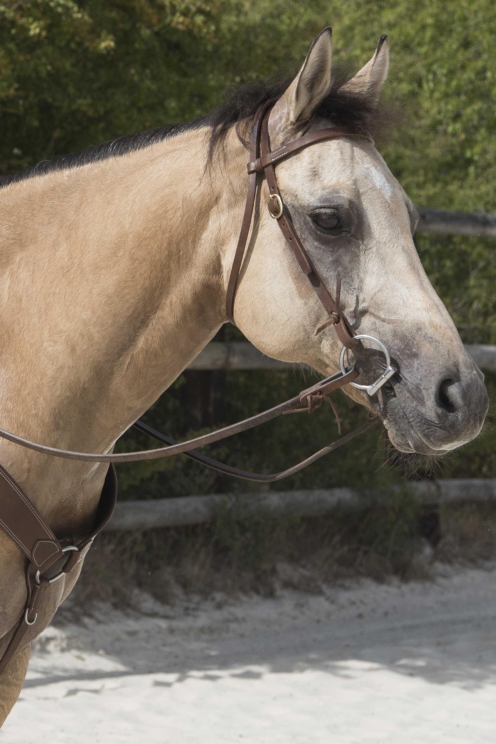 WESTRIDE Colorado uzdečka by Franck Perret Bridles & Reins