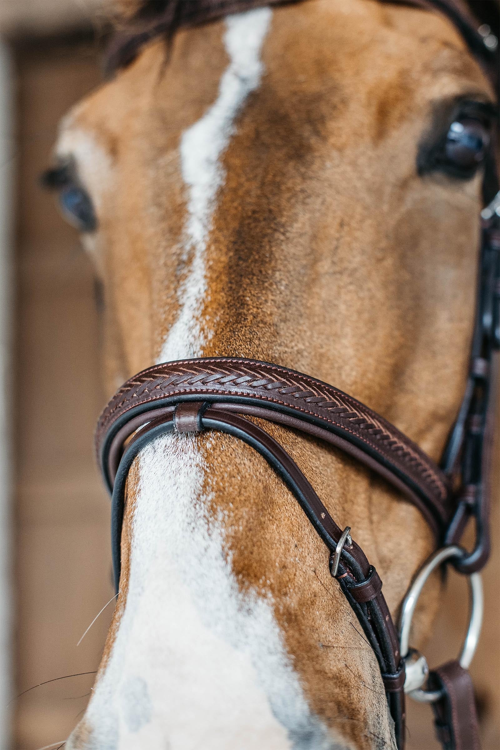 Dy'on New English Plaited Bridle With Flash Noseband Bridles & Reins