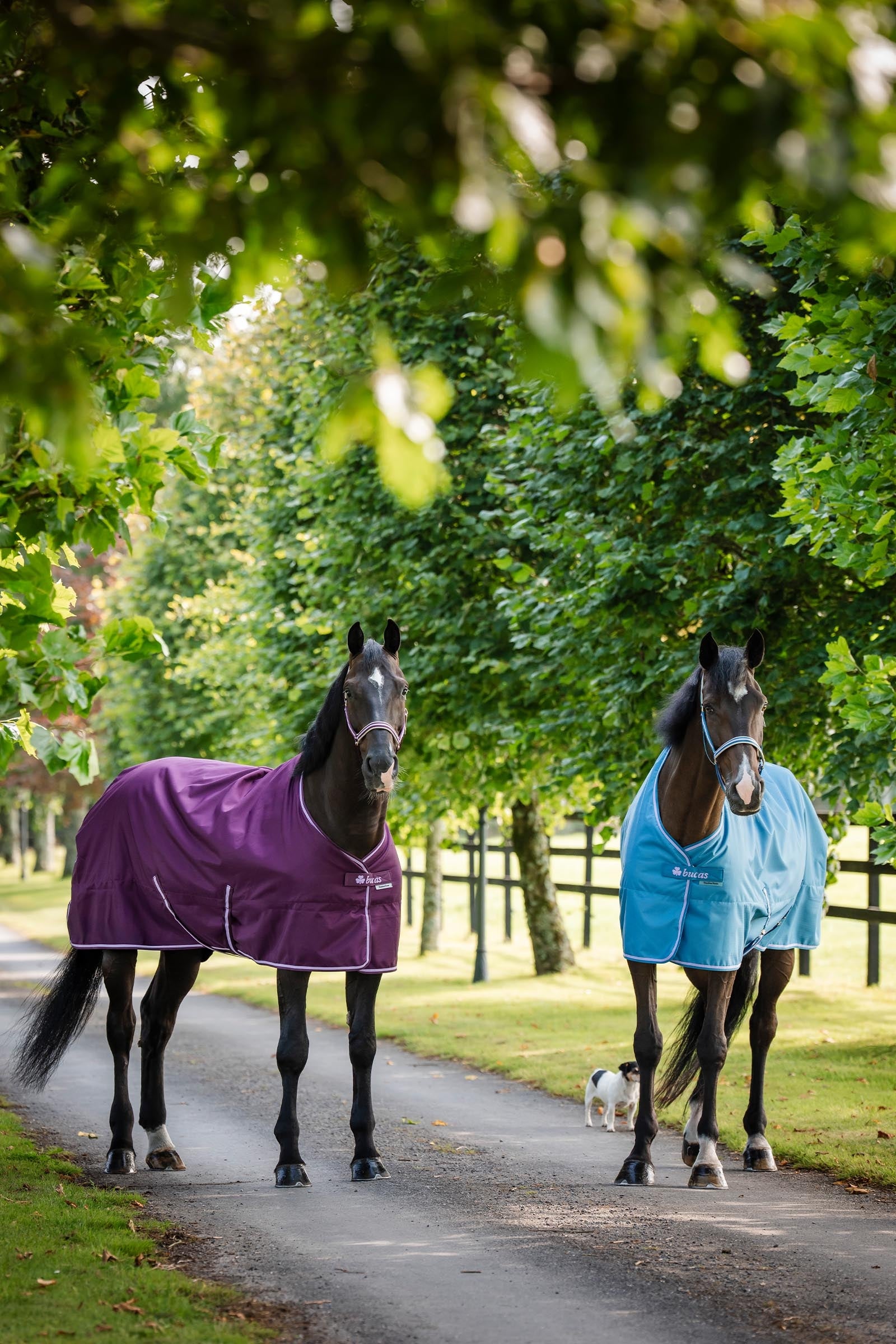 Bucas Freedom Turnout Rug, 300g Horse Rugs