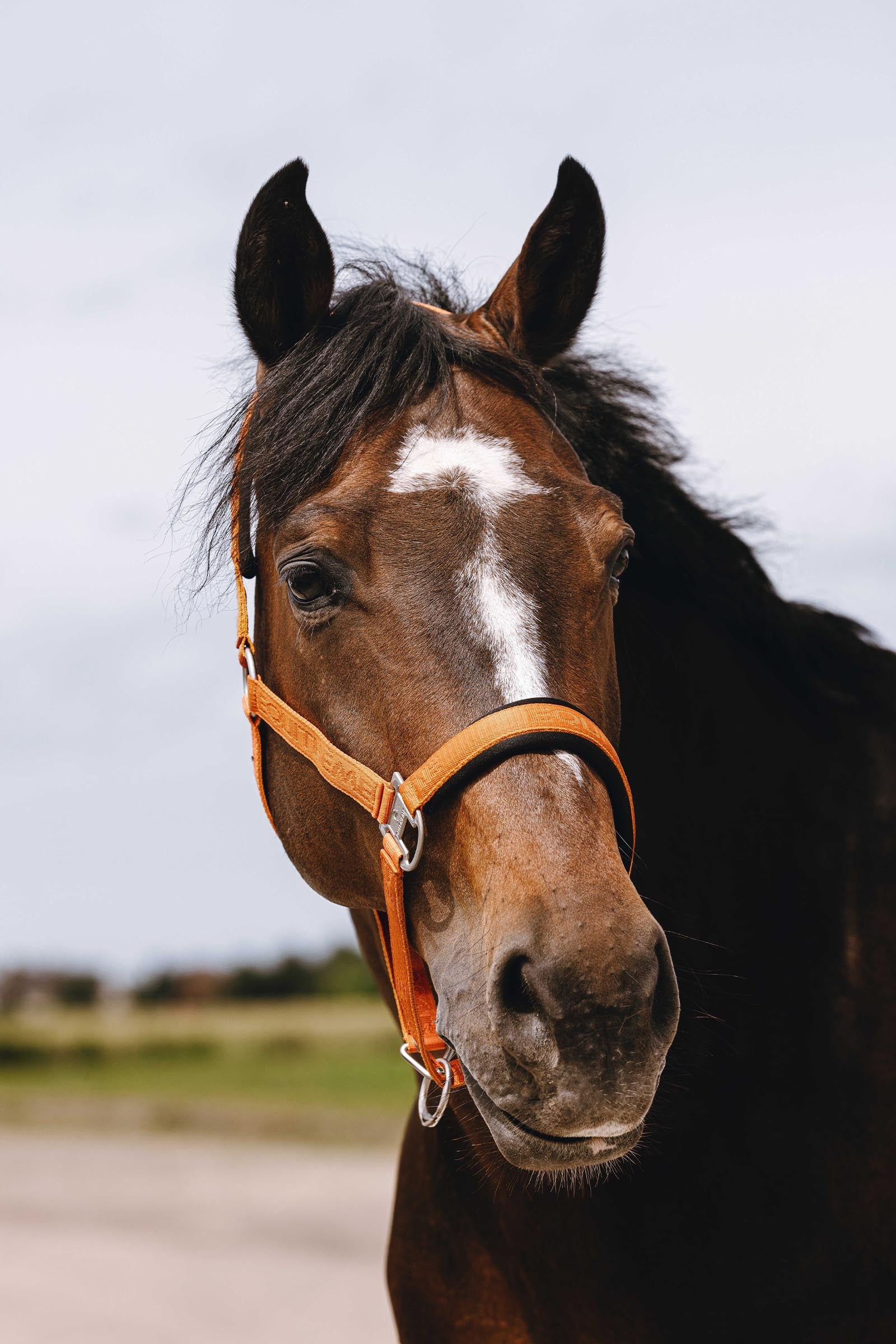 Equi Theme EQUITHÈME Jacquard Nylon Halter Halters & Leads