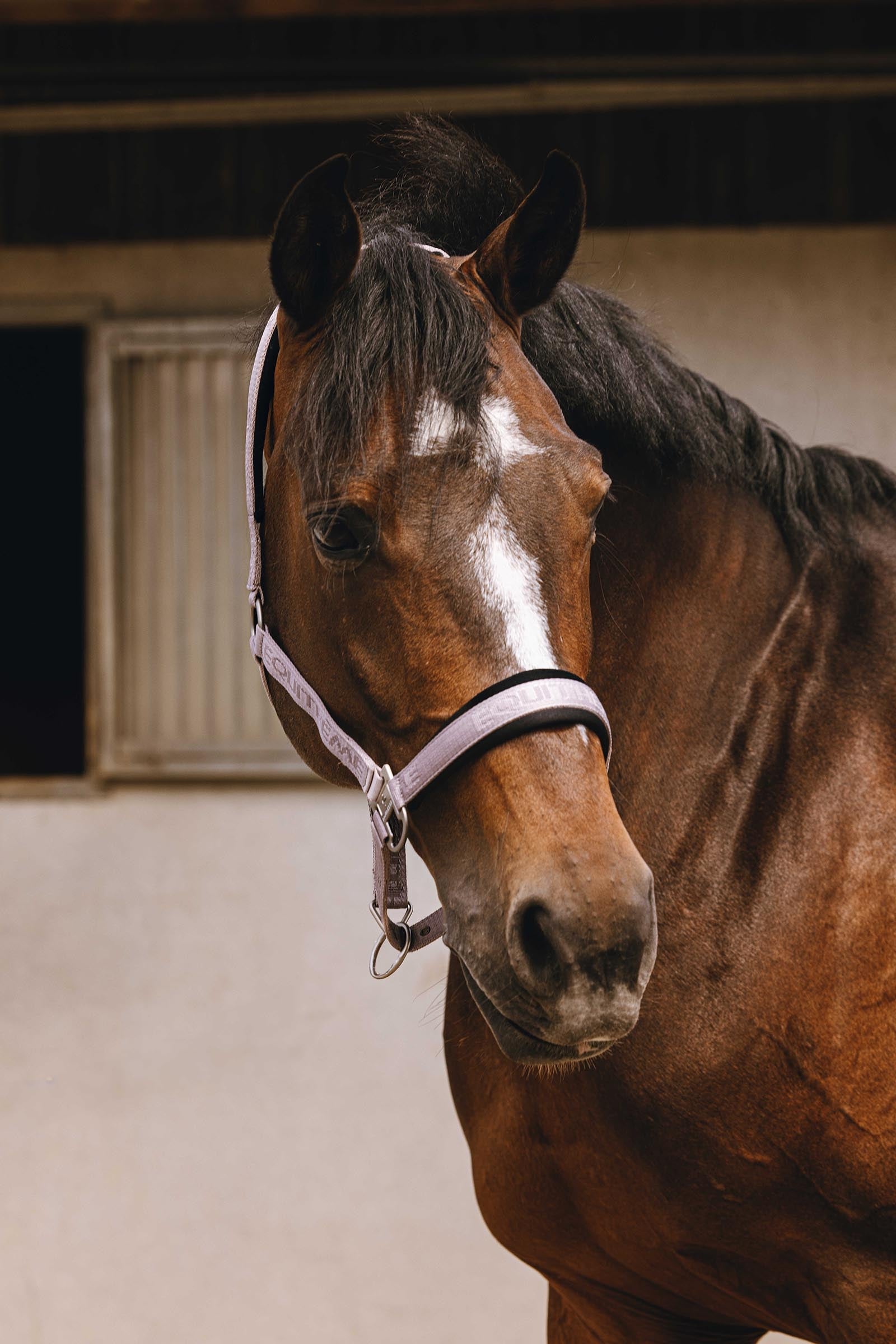 Equi Theme EQUITHÈME Jacquard Nylon Halter Halters & Leads