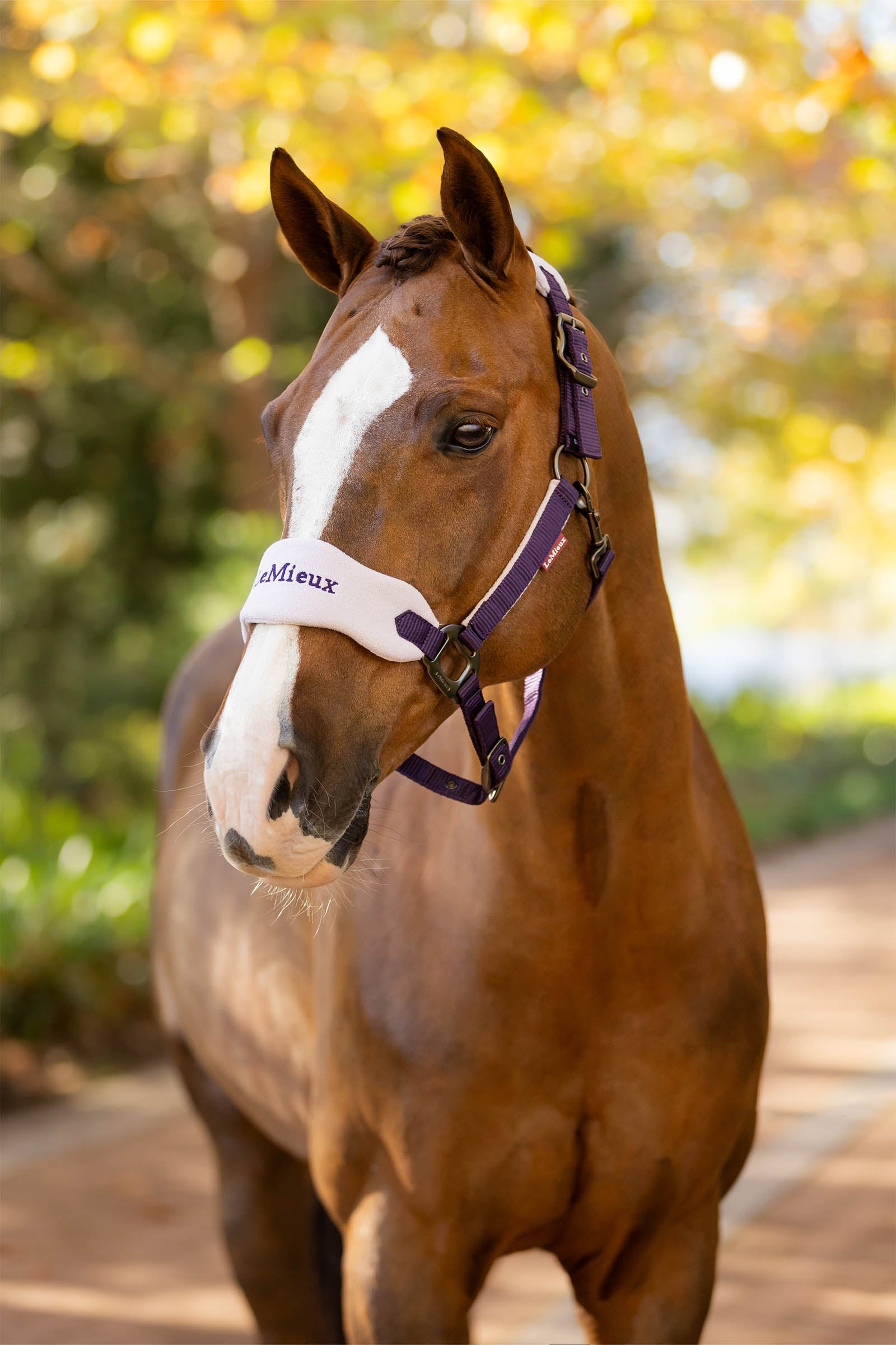 LeMieux Vogue Headcollar & Lead Rope Set Halters & Leads