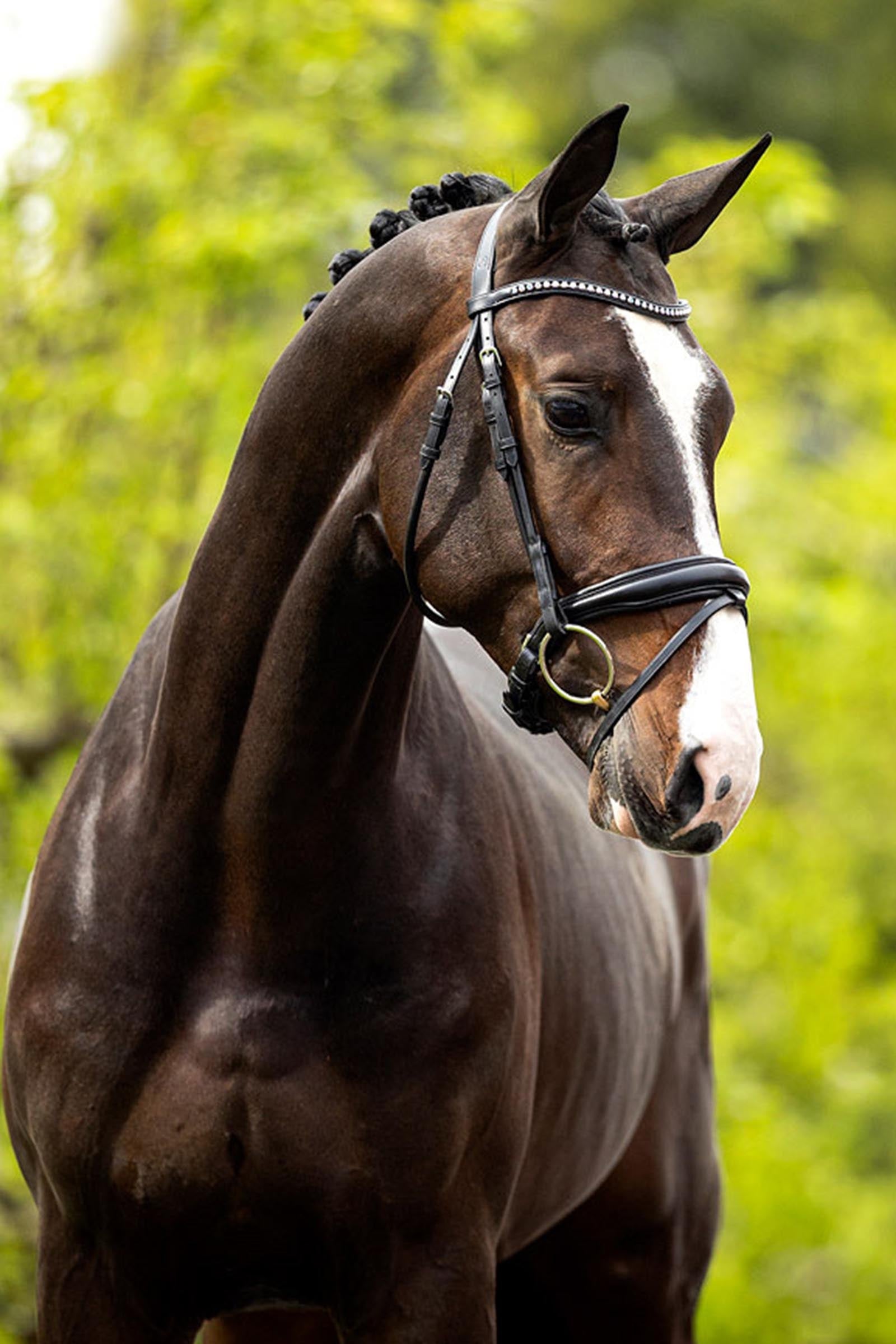 BR Southam Bridle Bridles & Reins
