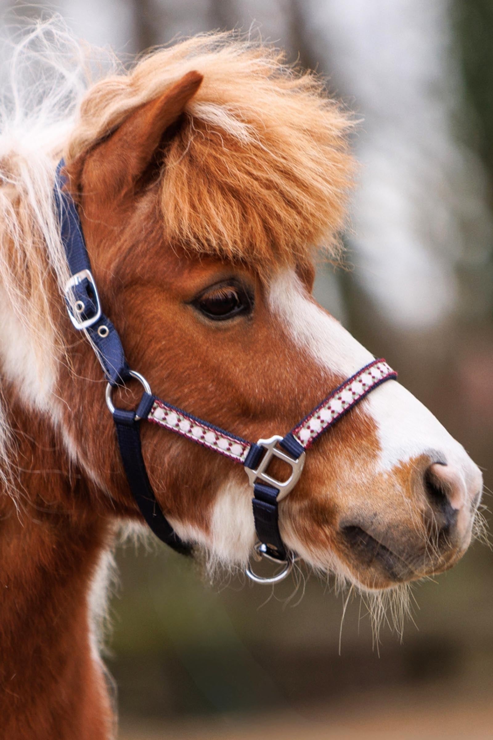 Kavalkade Dottsi Halter Halters & Leads