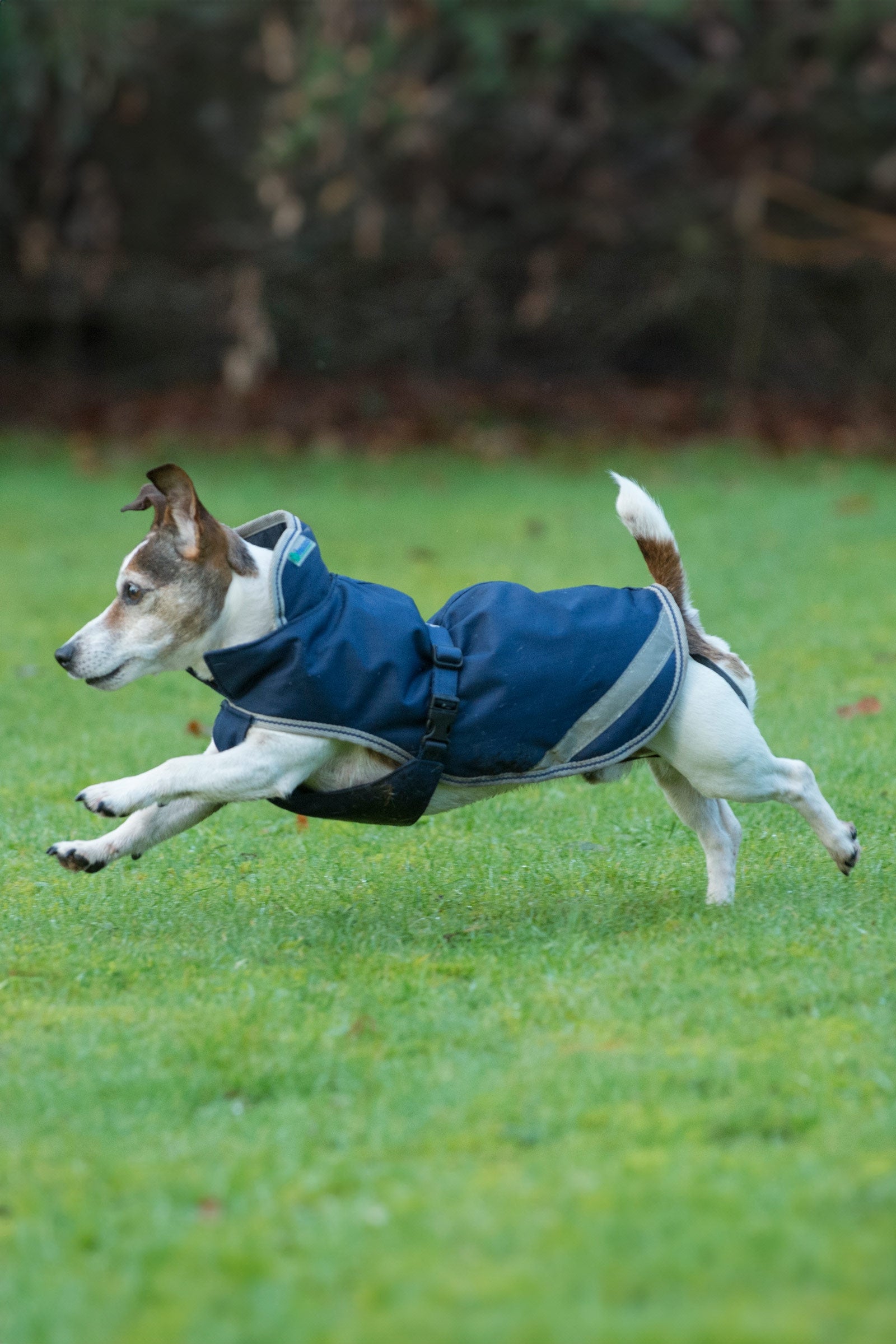 Bucas Freedom Psí deky, 50g (30-45 cm) Dog Accesories