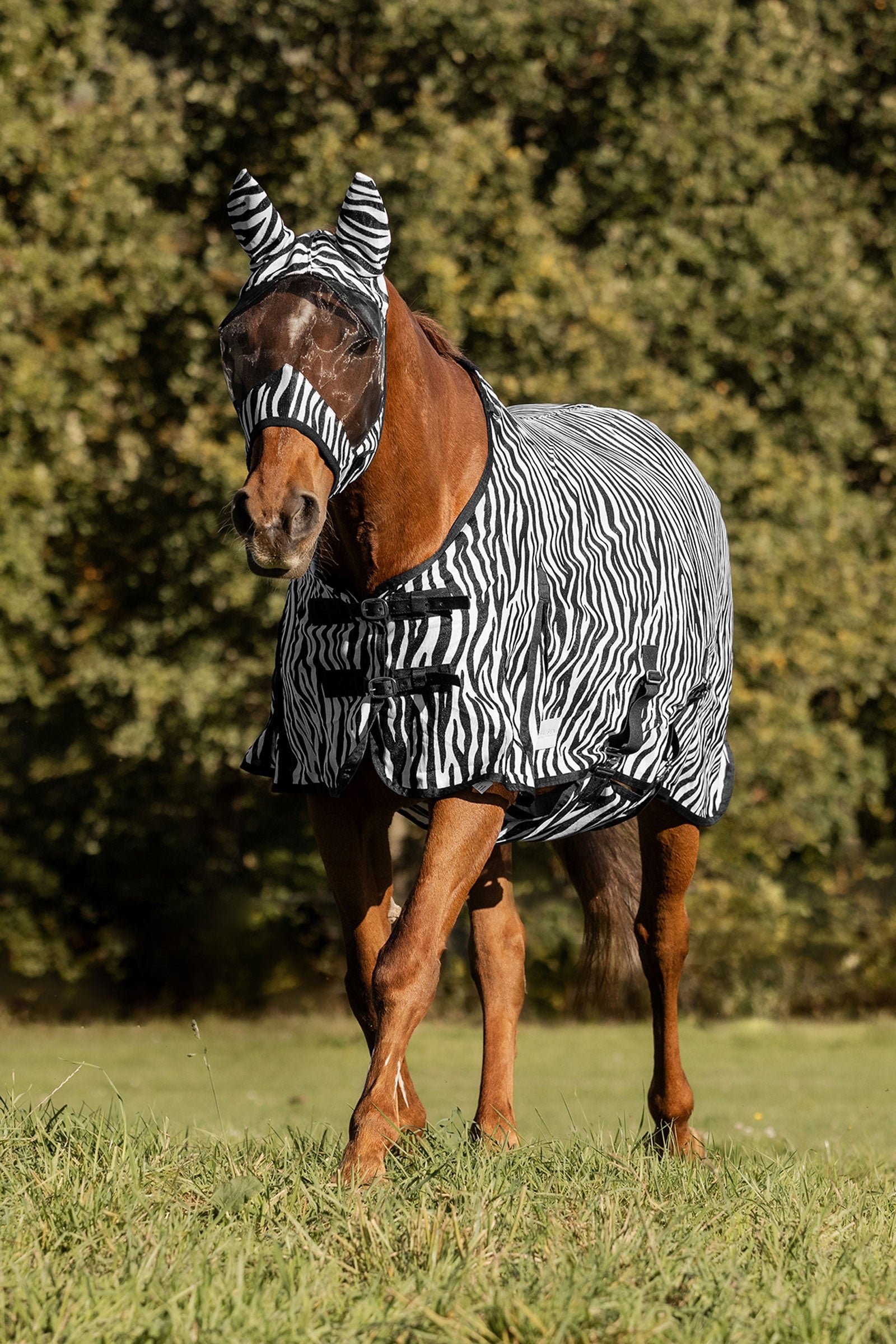 Waldhausen Zebra muchová deka s rovnými popruhy Horse Rugs