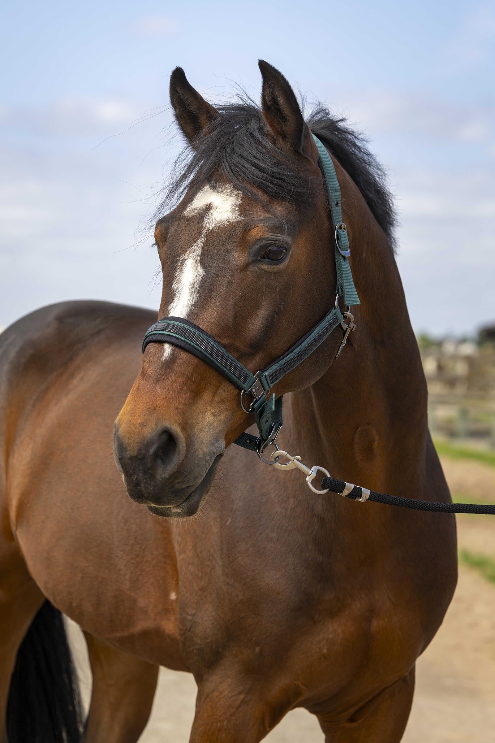 Equi Theme EQUITHÈME Strass Halter Halters & Leads