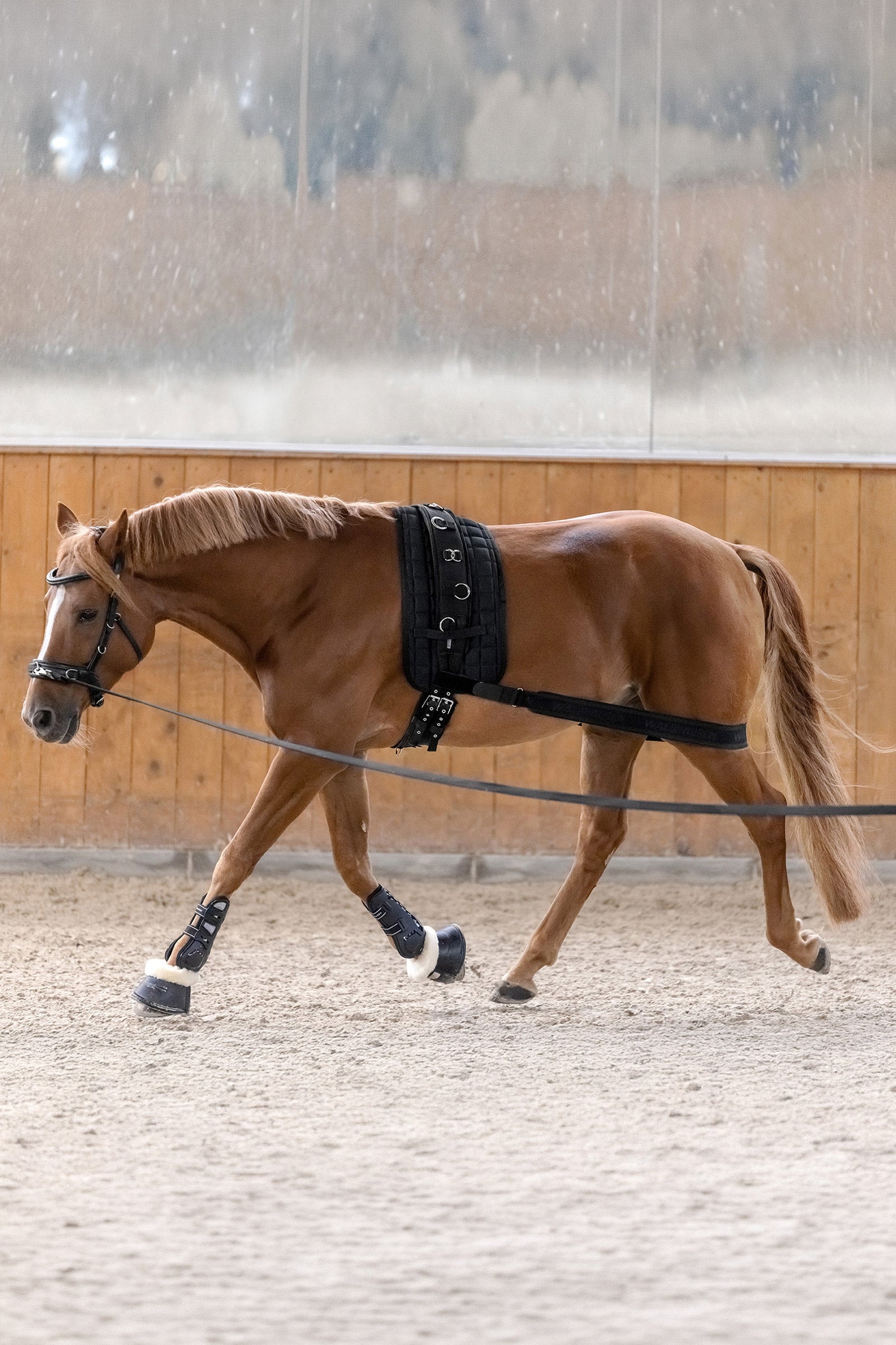 Waldhausen body bandáž pro aktivaci zadních končetin Leg & Hoof Protection