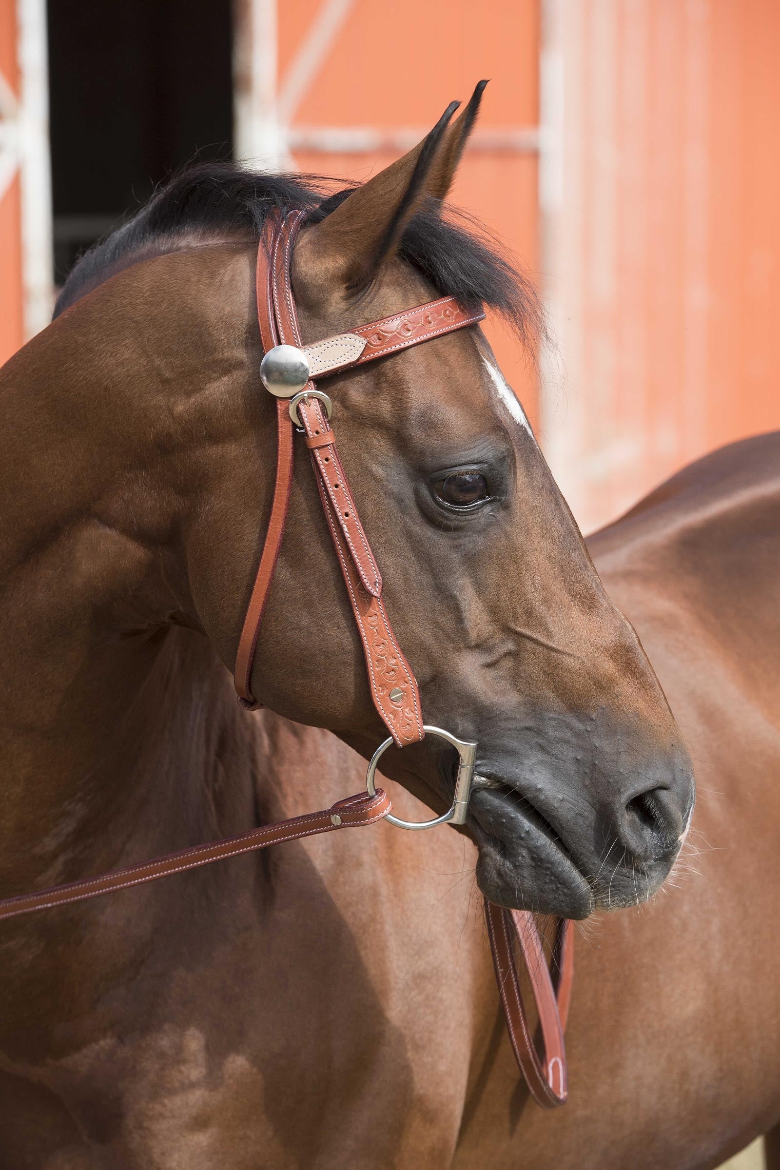 WESTRIDE Two-Tone uzdečka Bridles & Reins
