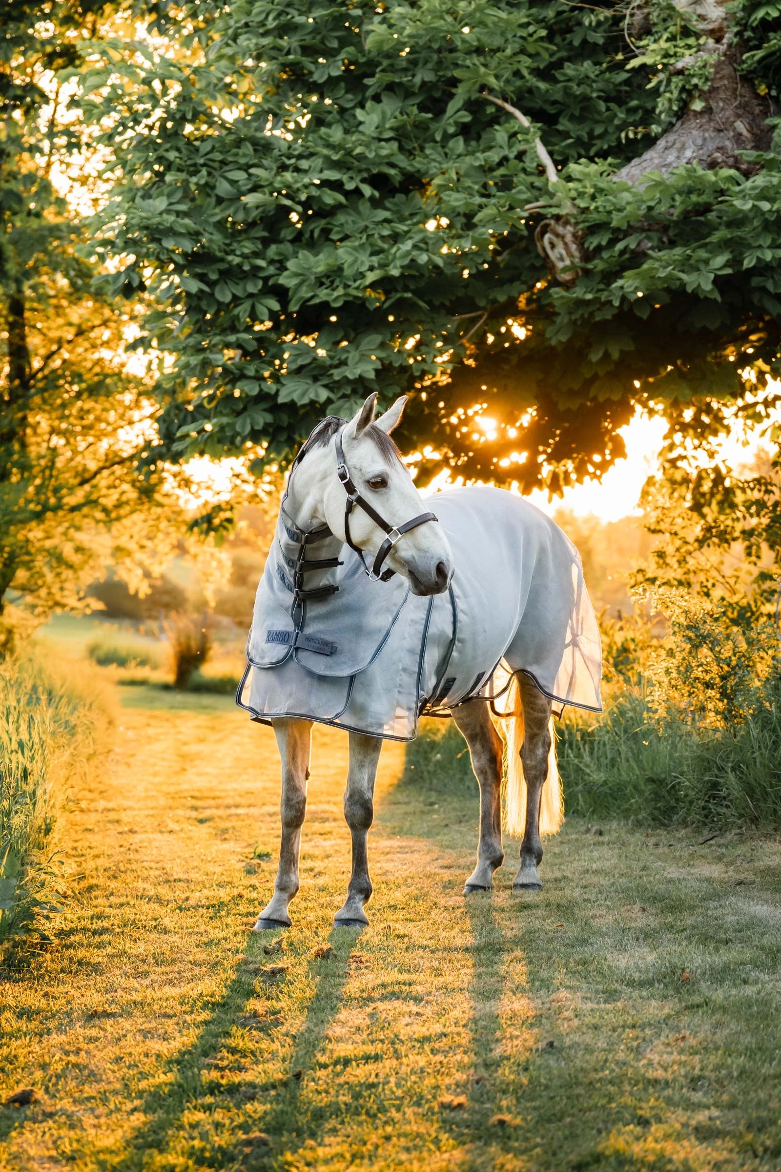 Horseware Rambo Optimo Protector Plus Rug Horse Rugs