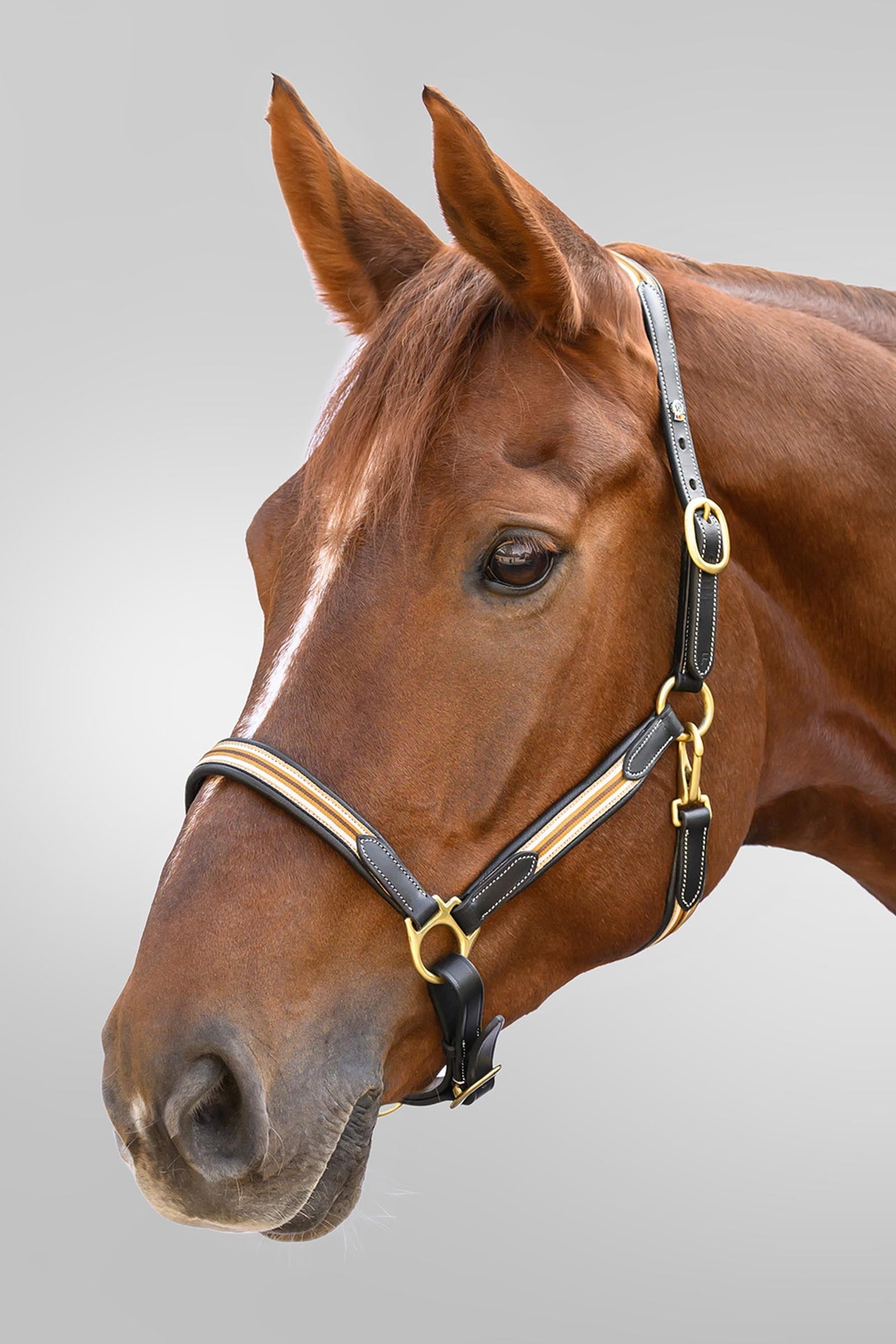Waldhausen X-Line Oxford Leather Halter Halters & Leads
