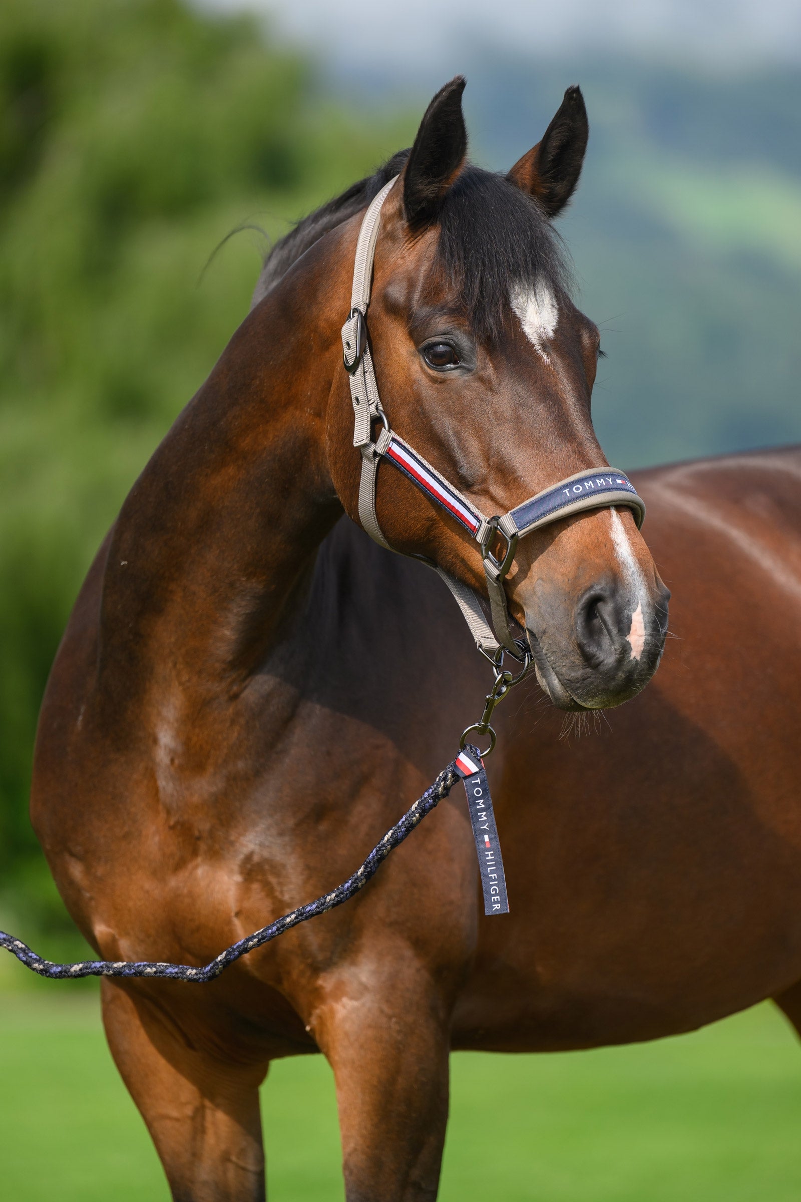 Tommy Hilfiger Equestrian Yale sada ohlávky a vodítka Halters & Leads