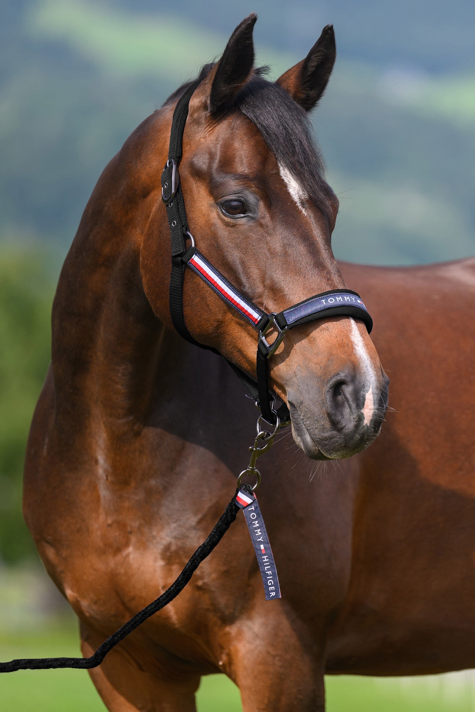 Tommy Hilfiger Equestrian Yale sada ohlávky a vodítka Halters & Leads
