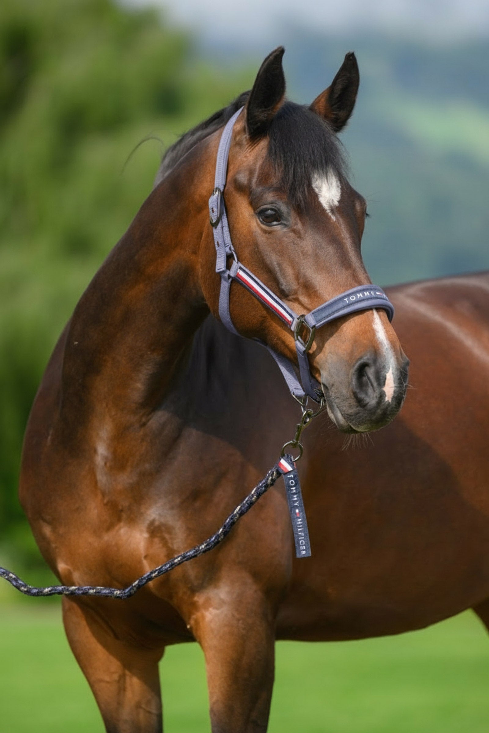 Tommy Hilfiger Equestrian Yale sada ohlávky a vodítka Halters & Leads
