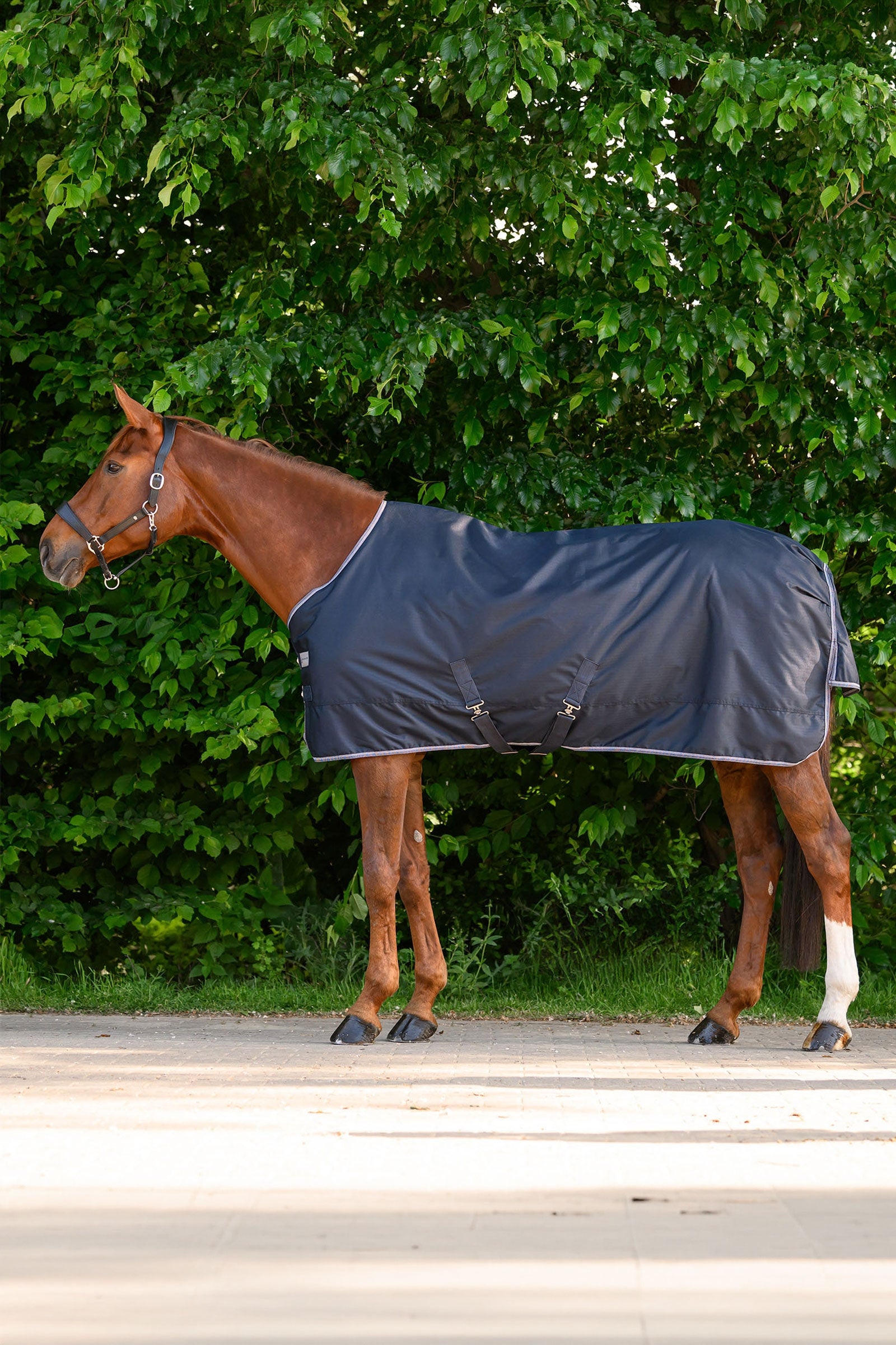 Waldhausen ECONOMIC výběhová deka, 200g Horse Rugs