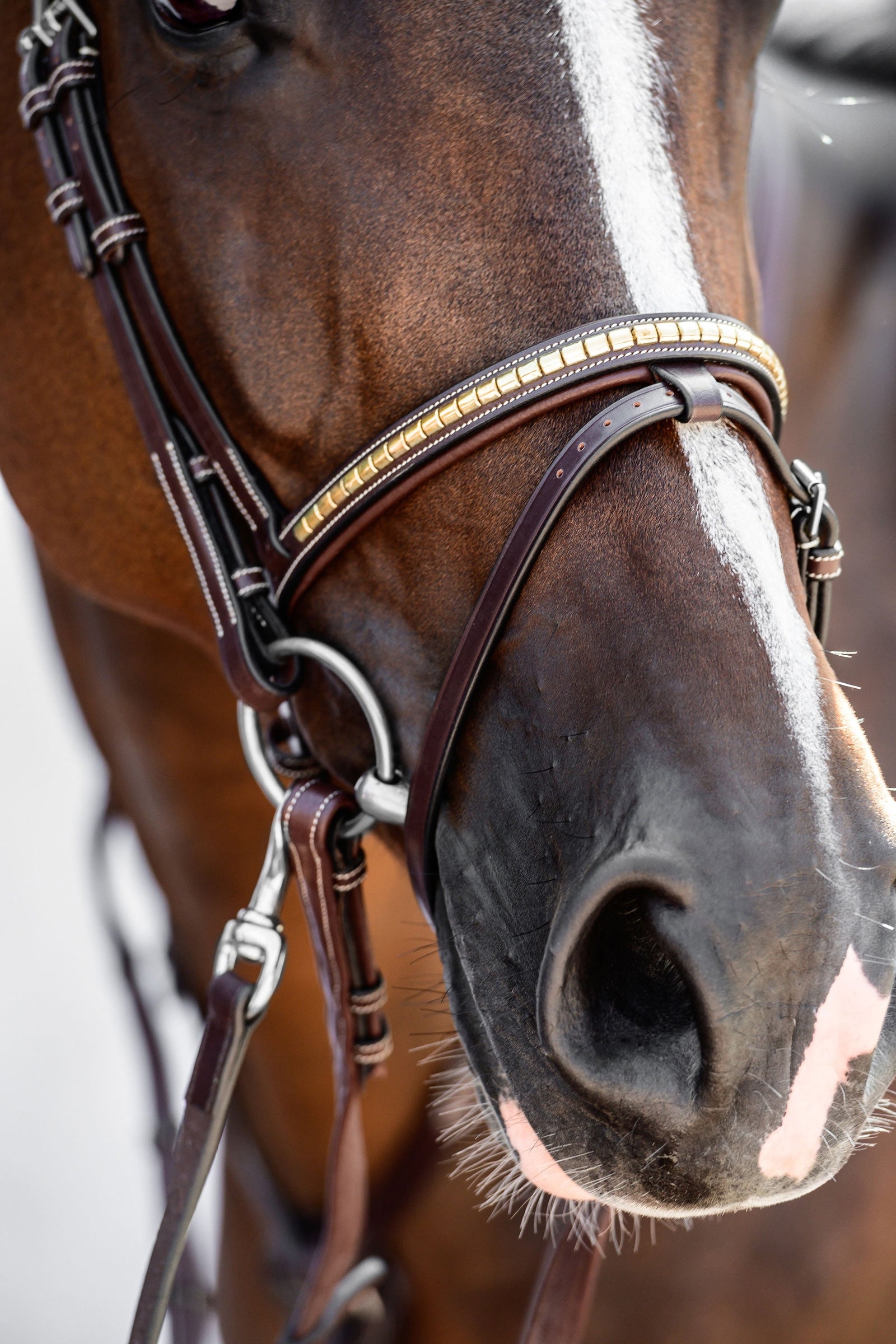 PS of Sweden Antwerp 2.0 Bridle Bridles & Reins