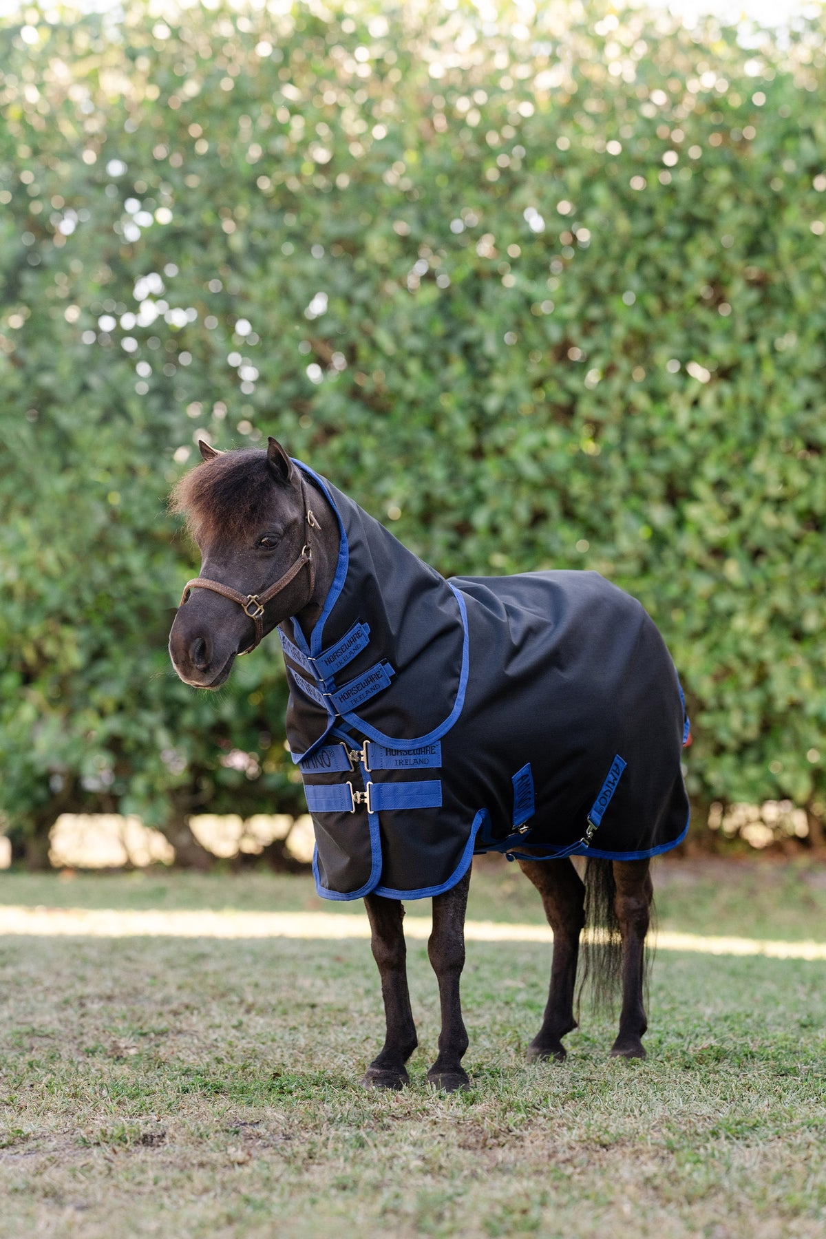 Horseware Amigo Ripstop 900D Plus Petite Turnout With Detachable Neck, 0 g Horse Rugs