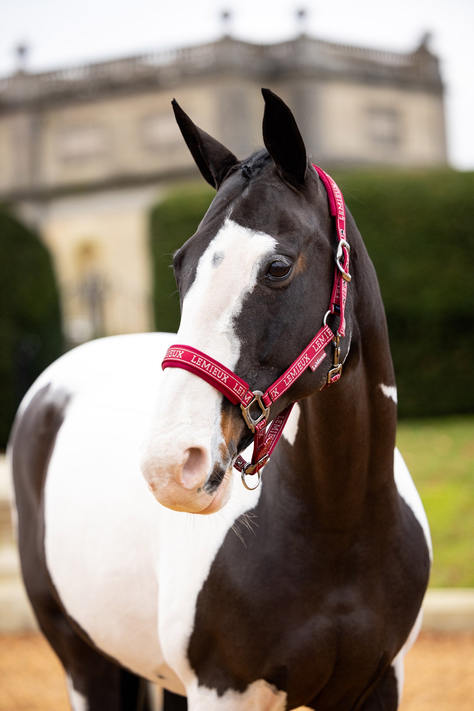 LeMieux Logo Headcollar Halters & Leads