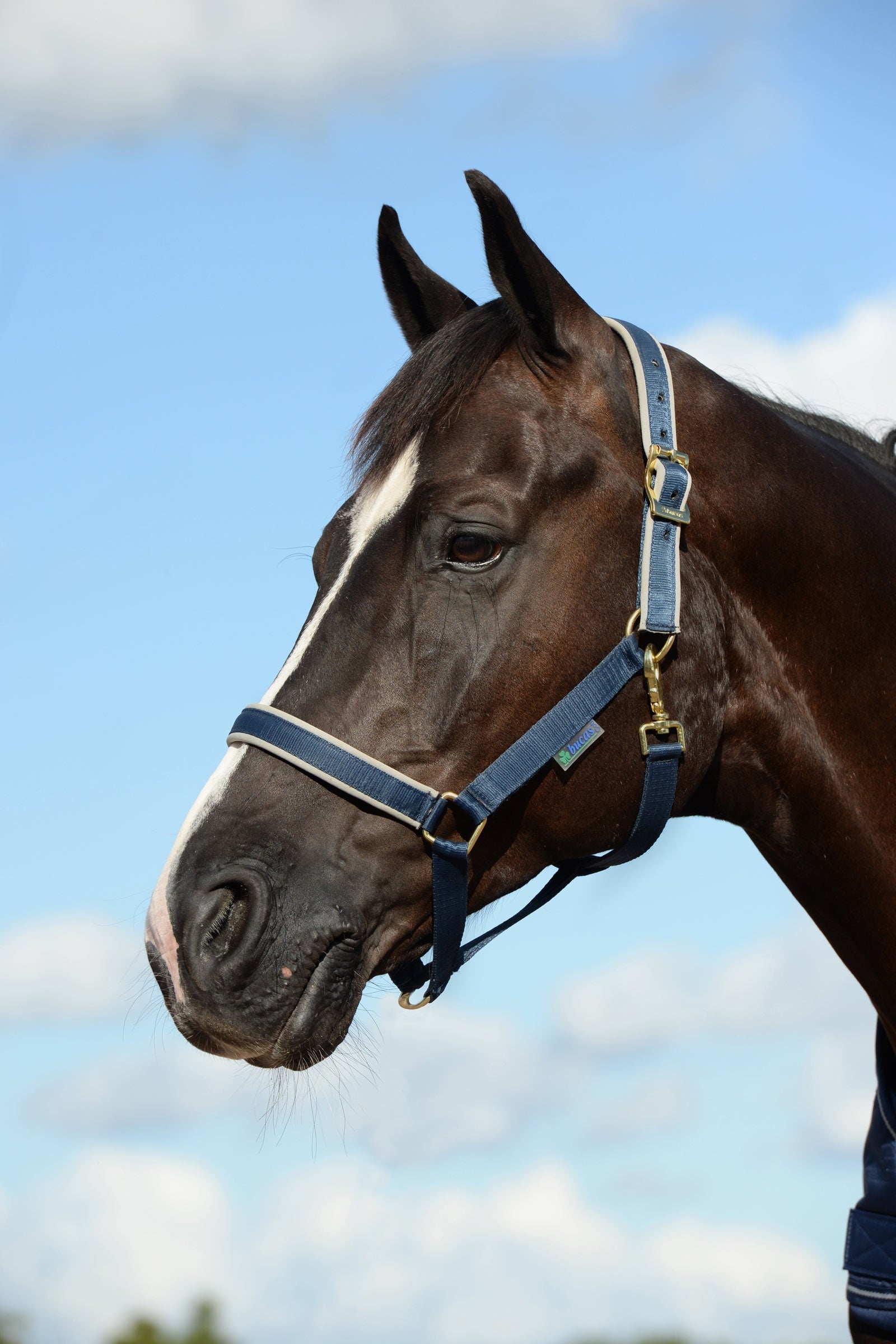 Bucas Dublin Padded Luxury Halter Halters & Leads