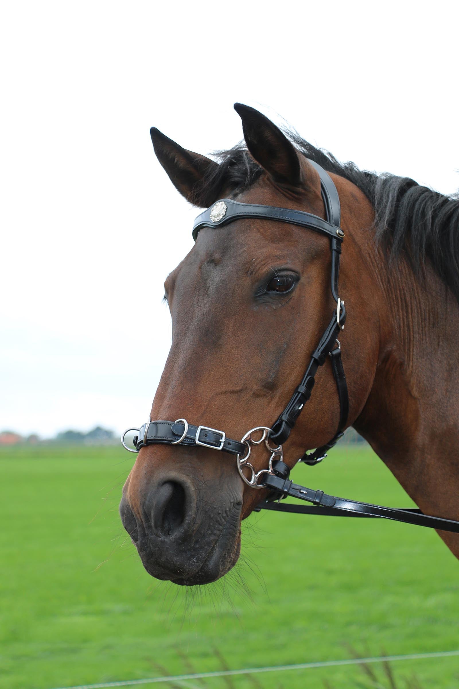 F.R.A. Freedom Riding Articles Caval Compl. Cavemore Bridle (Syst.2) w/ Scissors & Reins Bridles & Reins