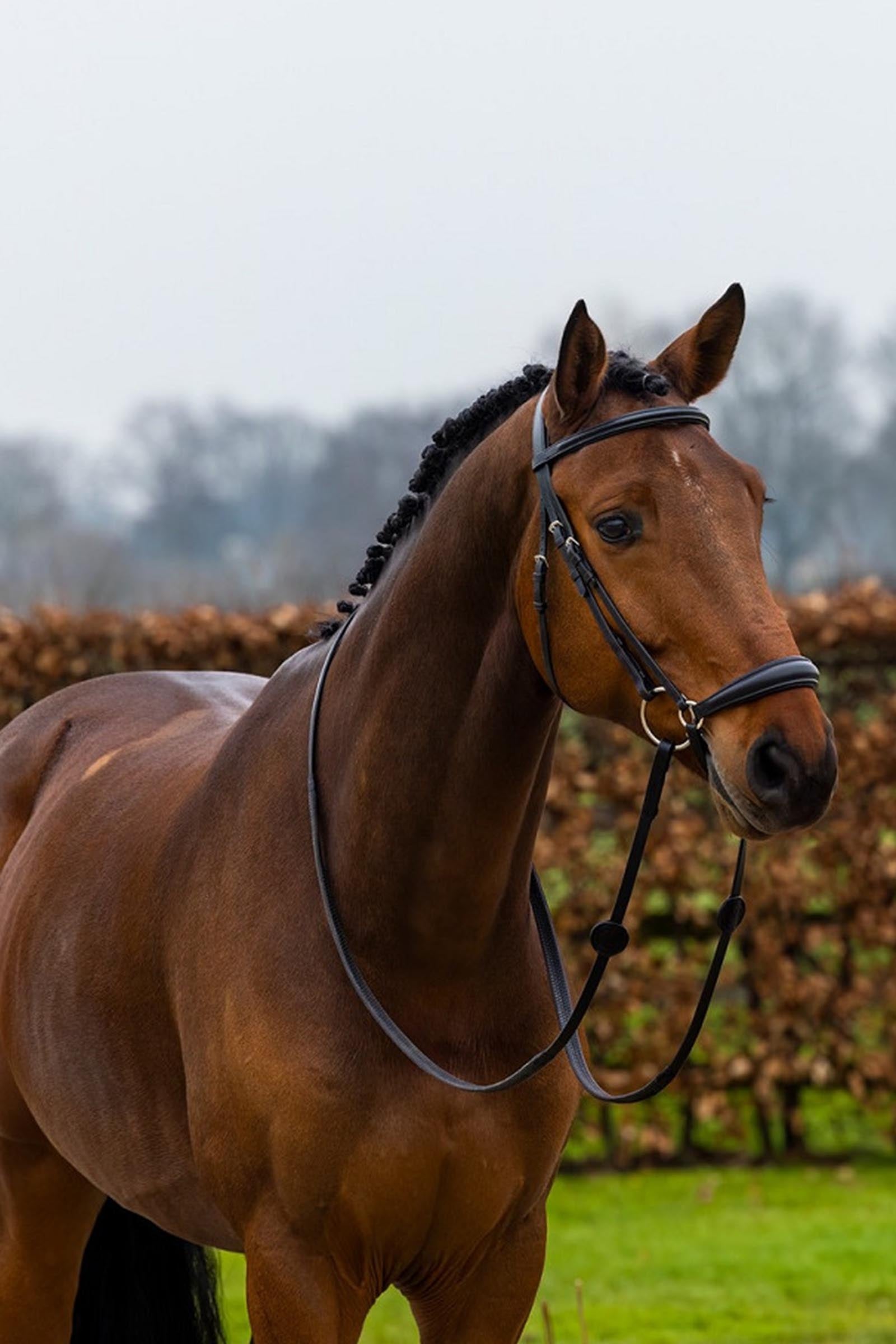 Trust Equestrian Rome Drop Noseband Bridle Bridles & Reins