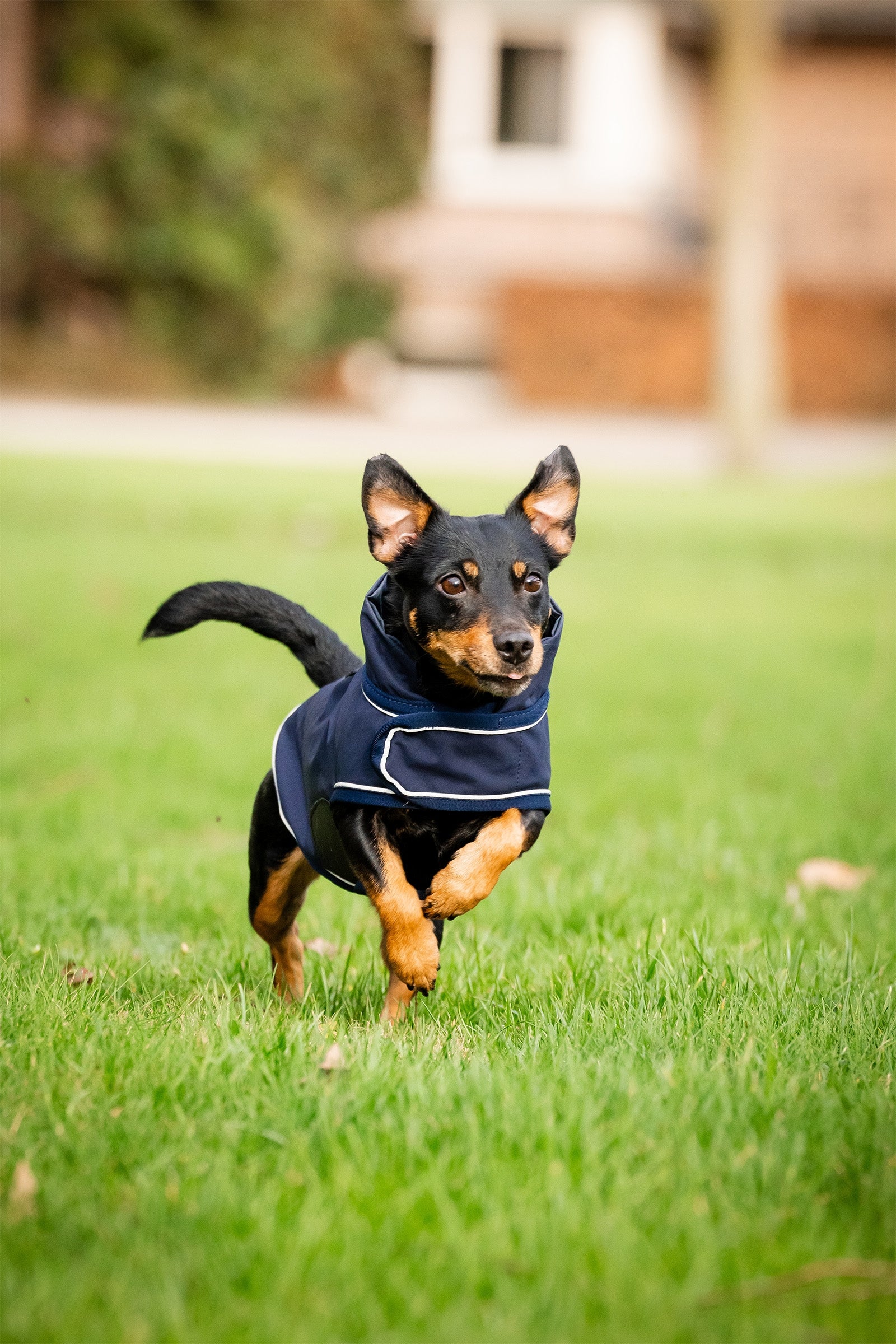 Horseware Signature Dog Rain Coat Dog Accesories