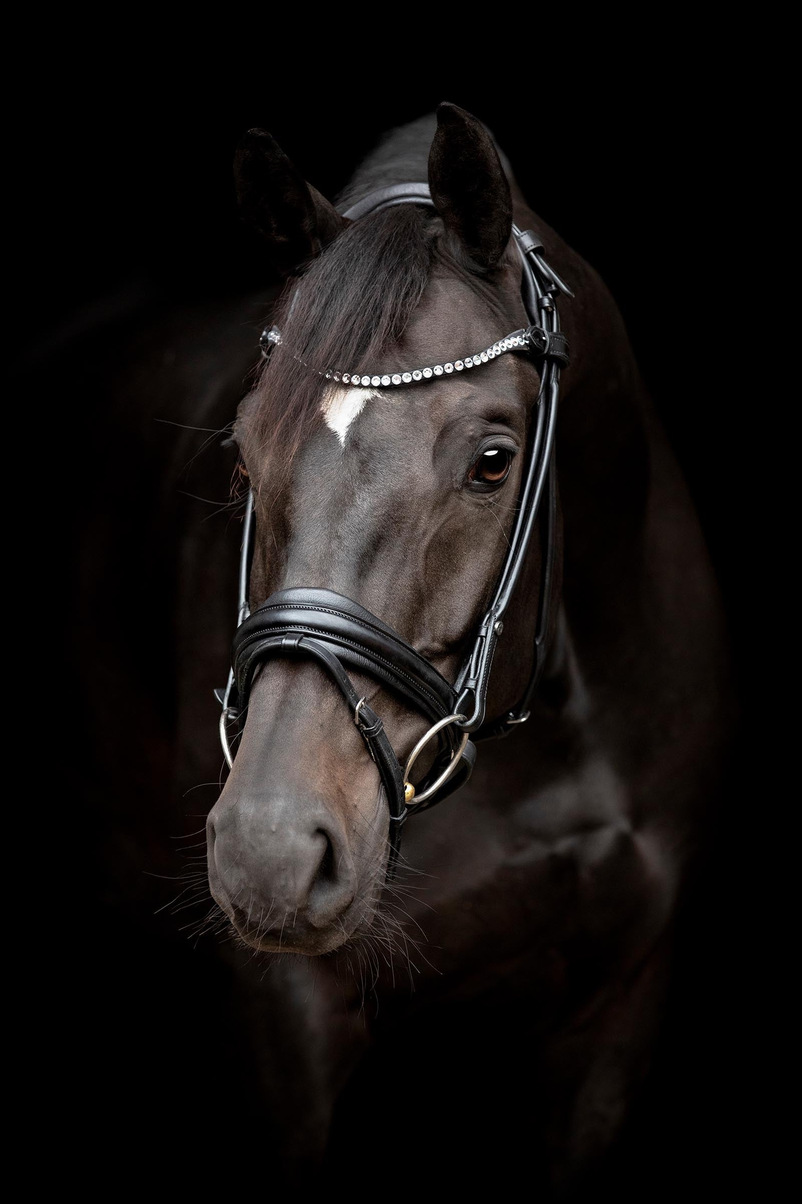 Catago Shay Round Stitched Bridle With Flash Bridles & Reins