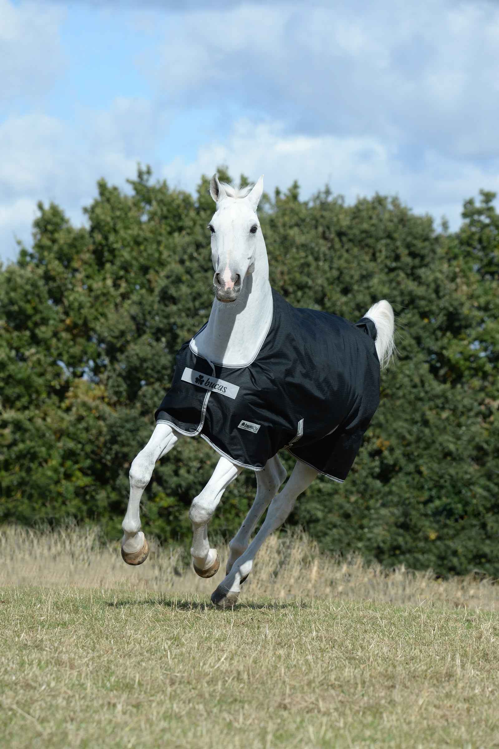 Bucas Anniversary SF lehká nepromokavá výběhová deka, 50g Horse Rugs