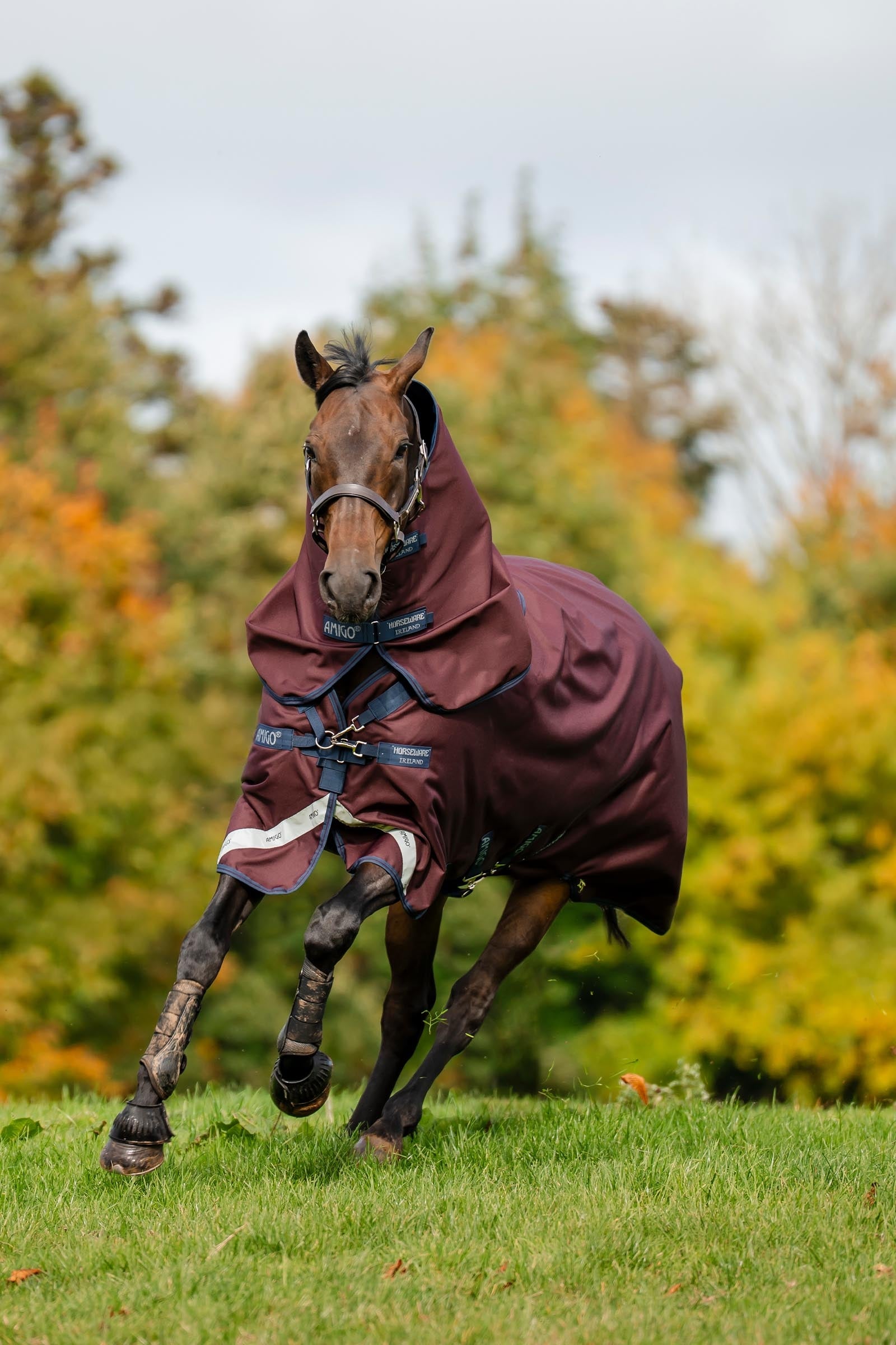 Horseware Amigo Bravo 12 Plus Turnout Rug With Detachable Neck, 400g Horse Rugs