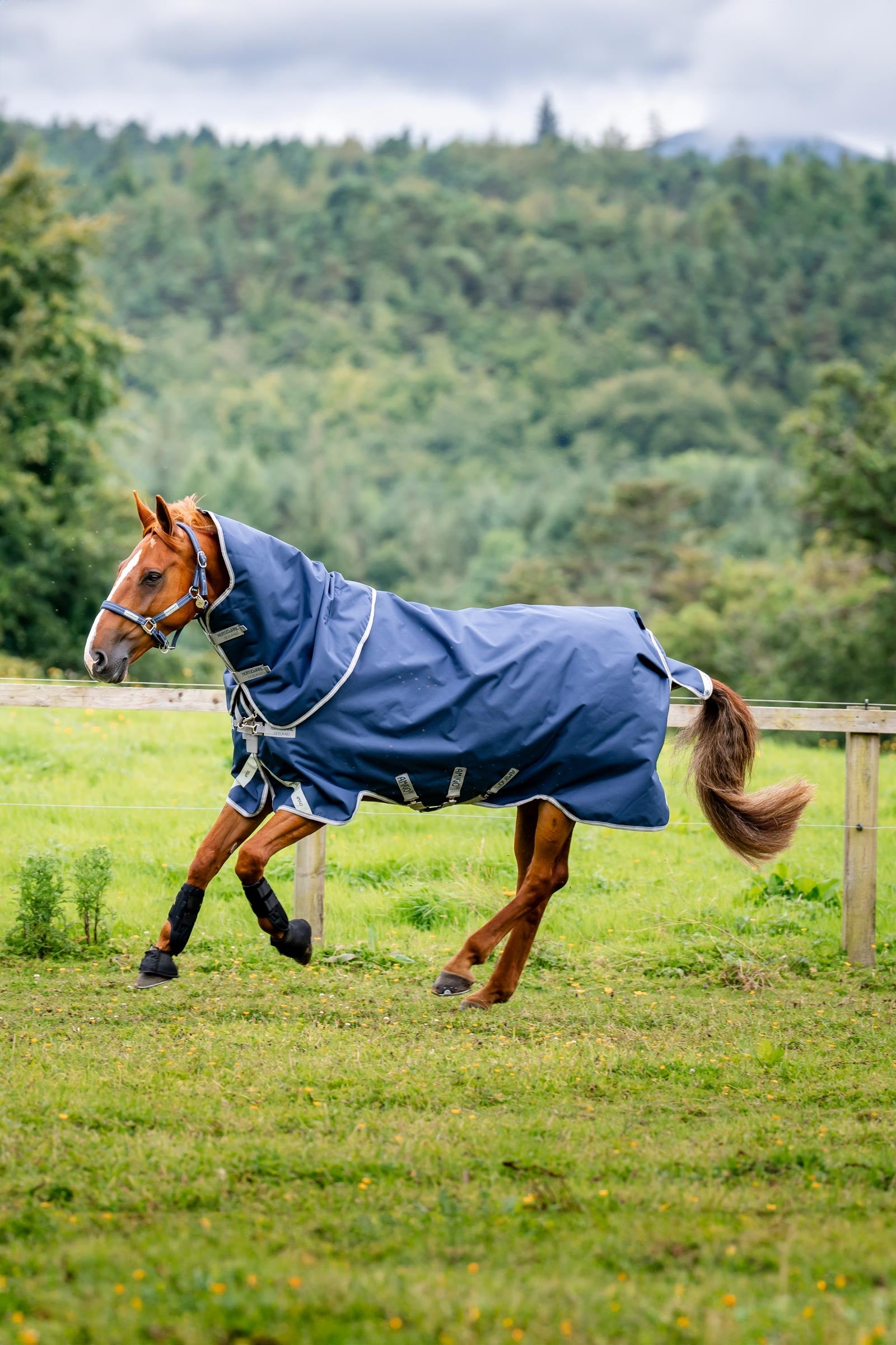 Horseware Amigo Bravo 12 Plus výběhová deka s odnímatelným krkem, 400g Horse Rugs