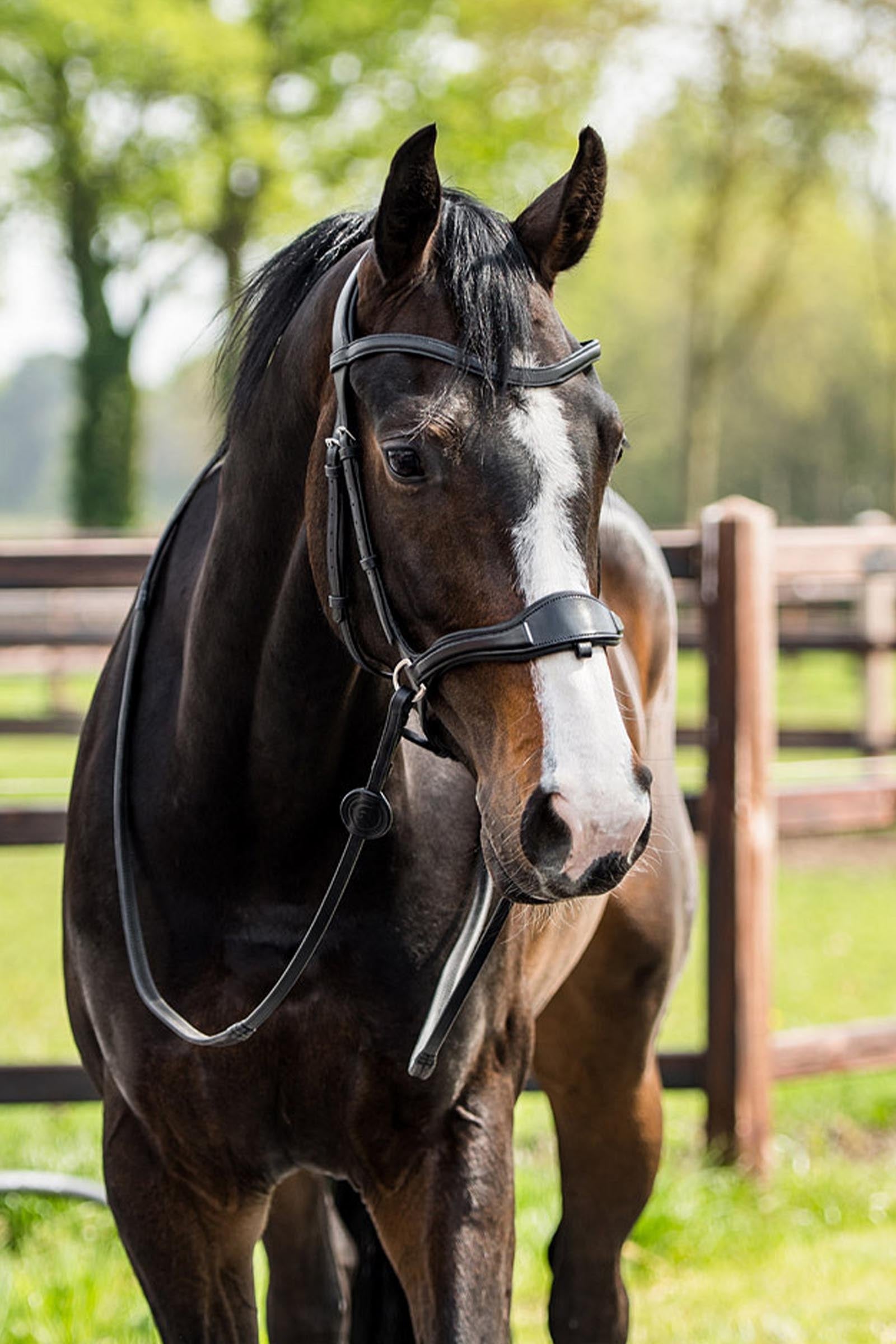 Trust Equestrian Falsterbo T-motion Bridle Bridles & Reins