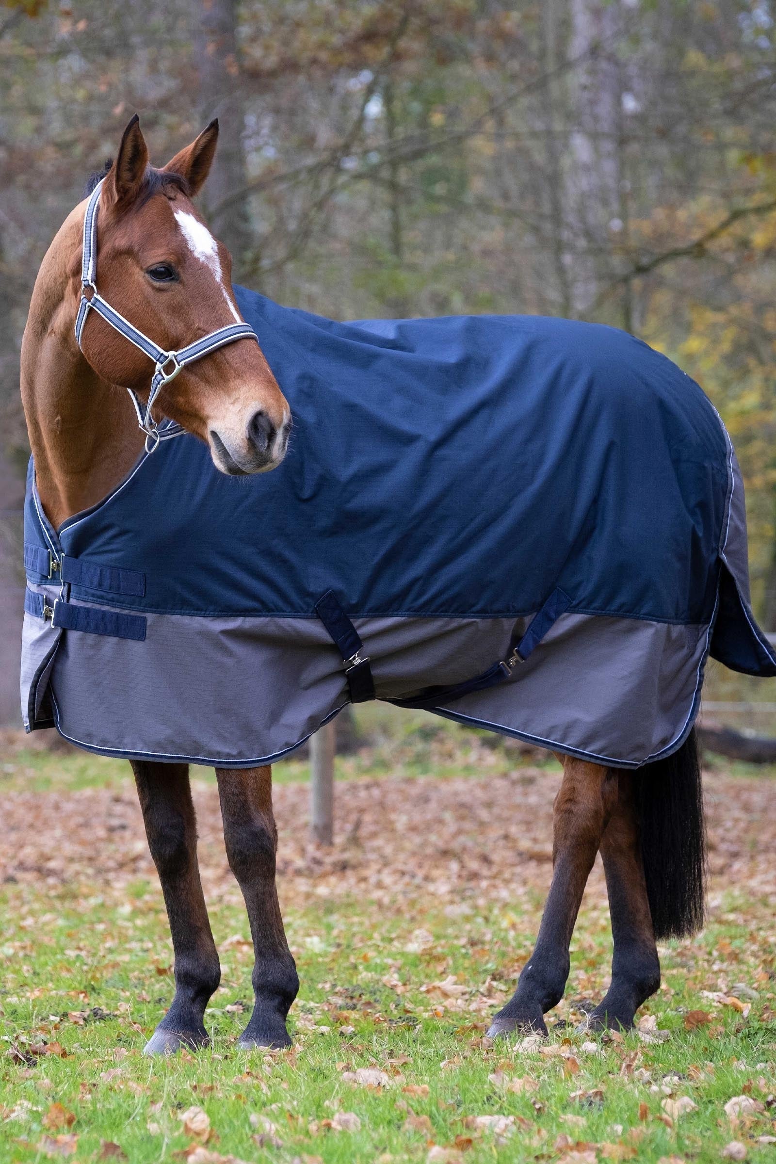 Equi Theme EQUITHÈME TYREX 600D Turnout Rug, 450 g Horse Rugs