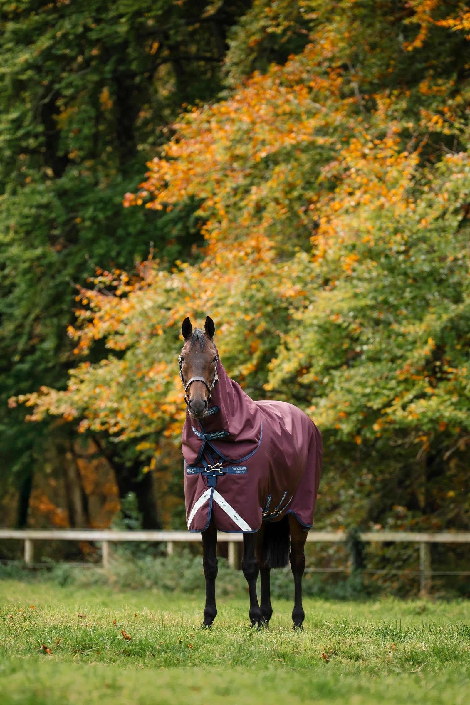 Horseware Amigo Bravo 12 Plus Turnout Rug, 250 g Horse Rugs