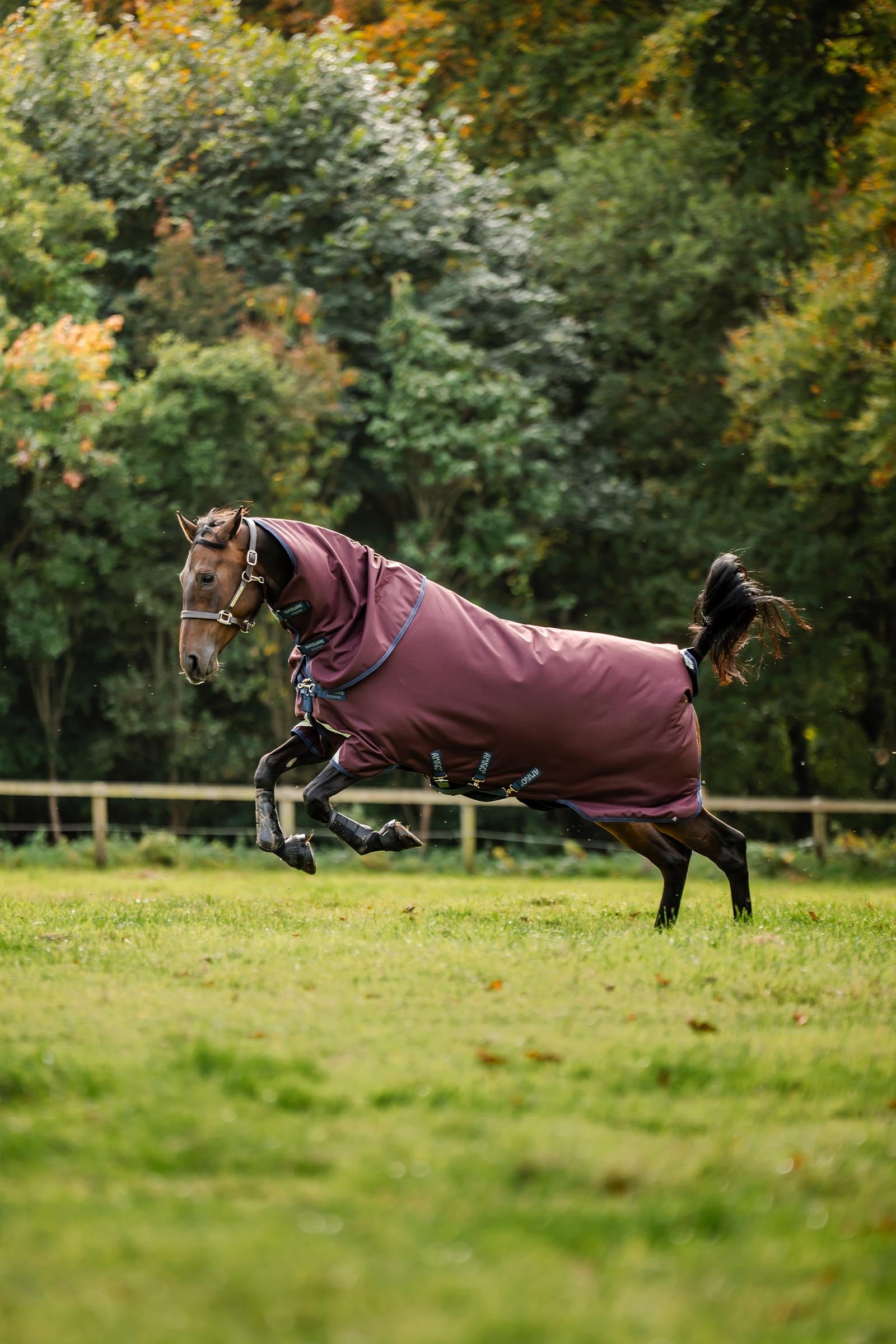 Horseware Amigo Bravo 12 Plus Turnout Rug, 250 g Horse Rugs