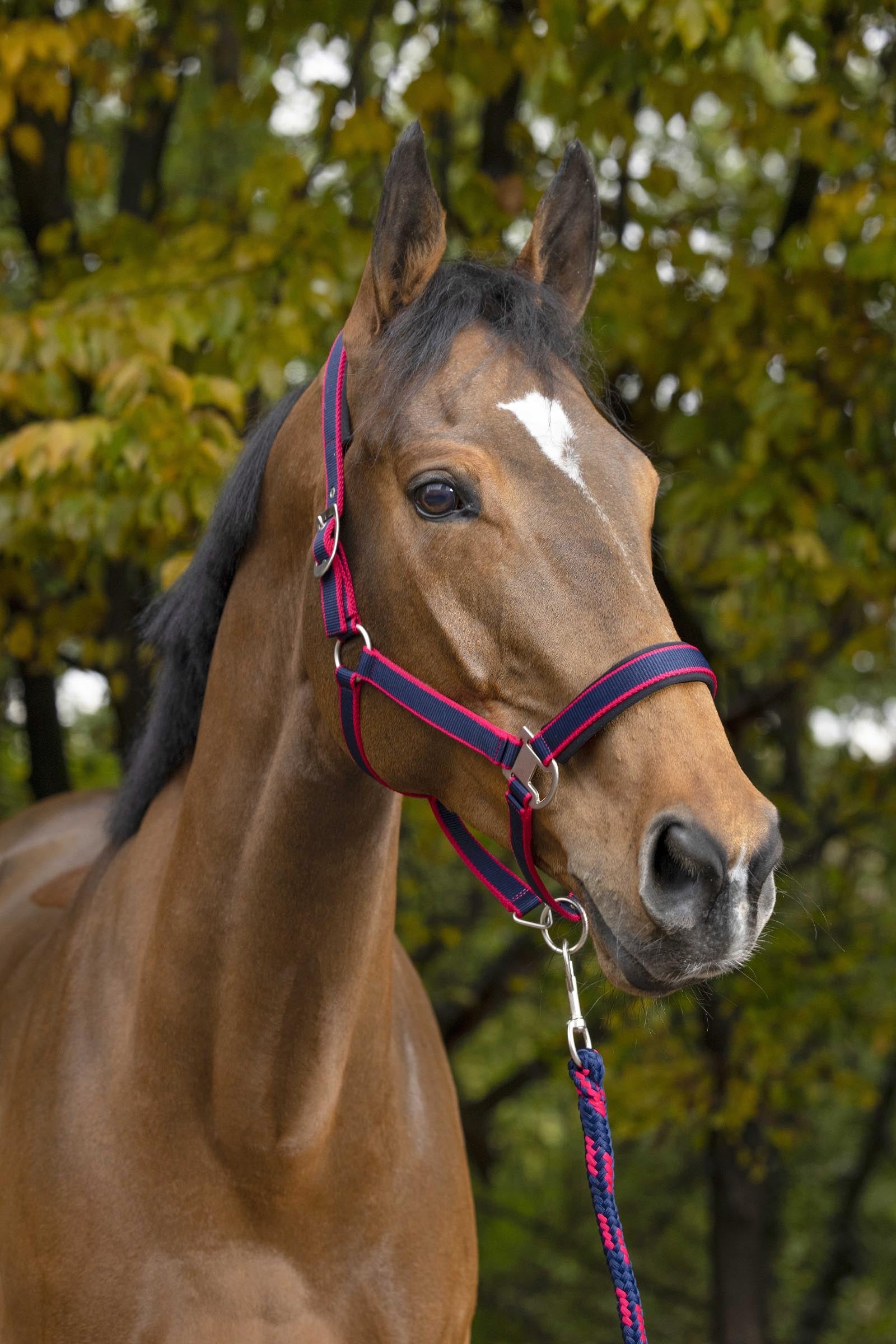 Equi Theme EQUITHÈME Satin Halter + Lead Halters & Leads