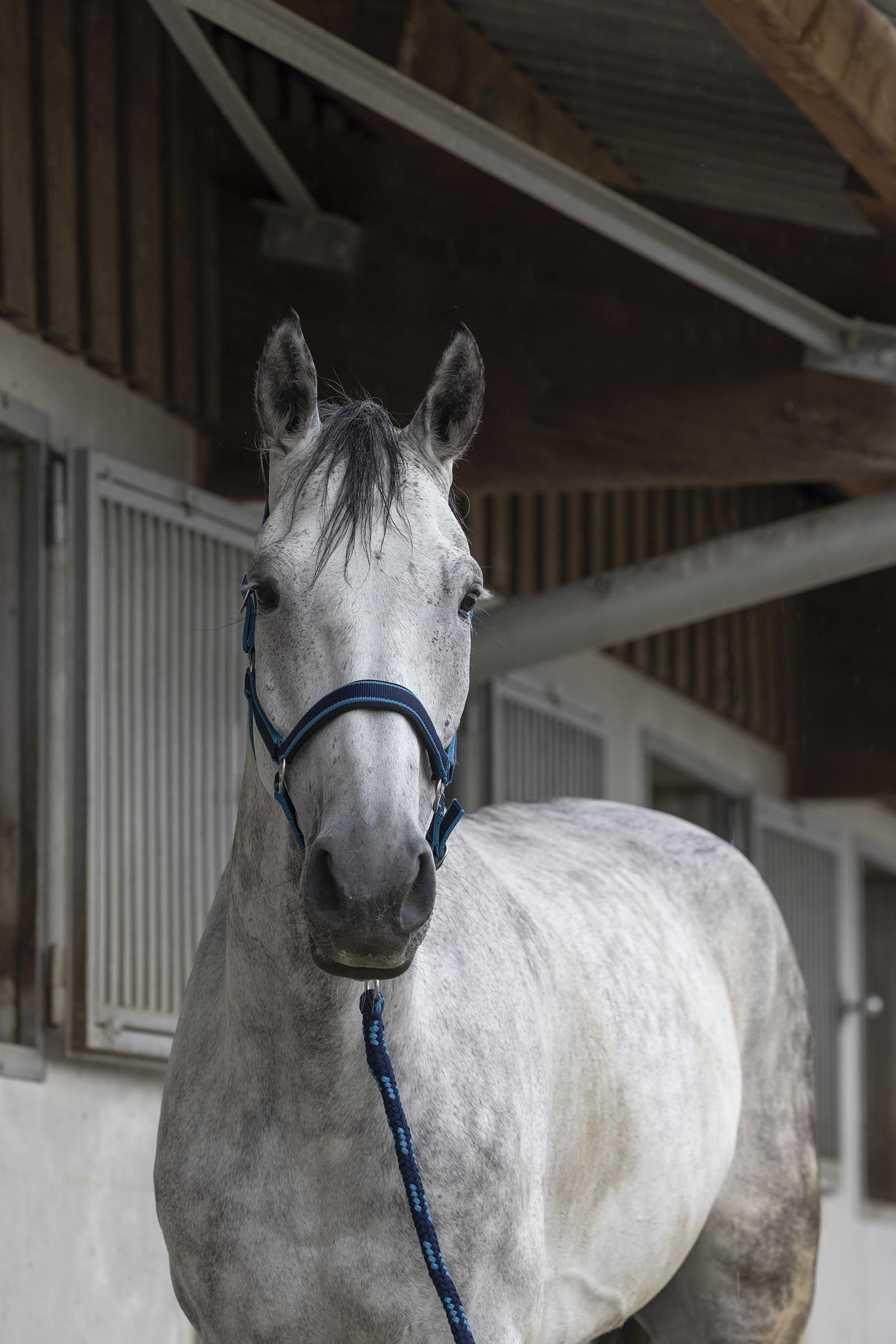 EQUITHÈME Satin ohlávka + vodítko Halters & Leads