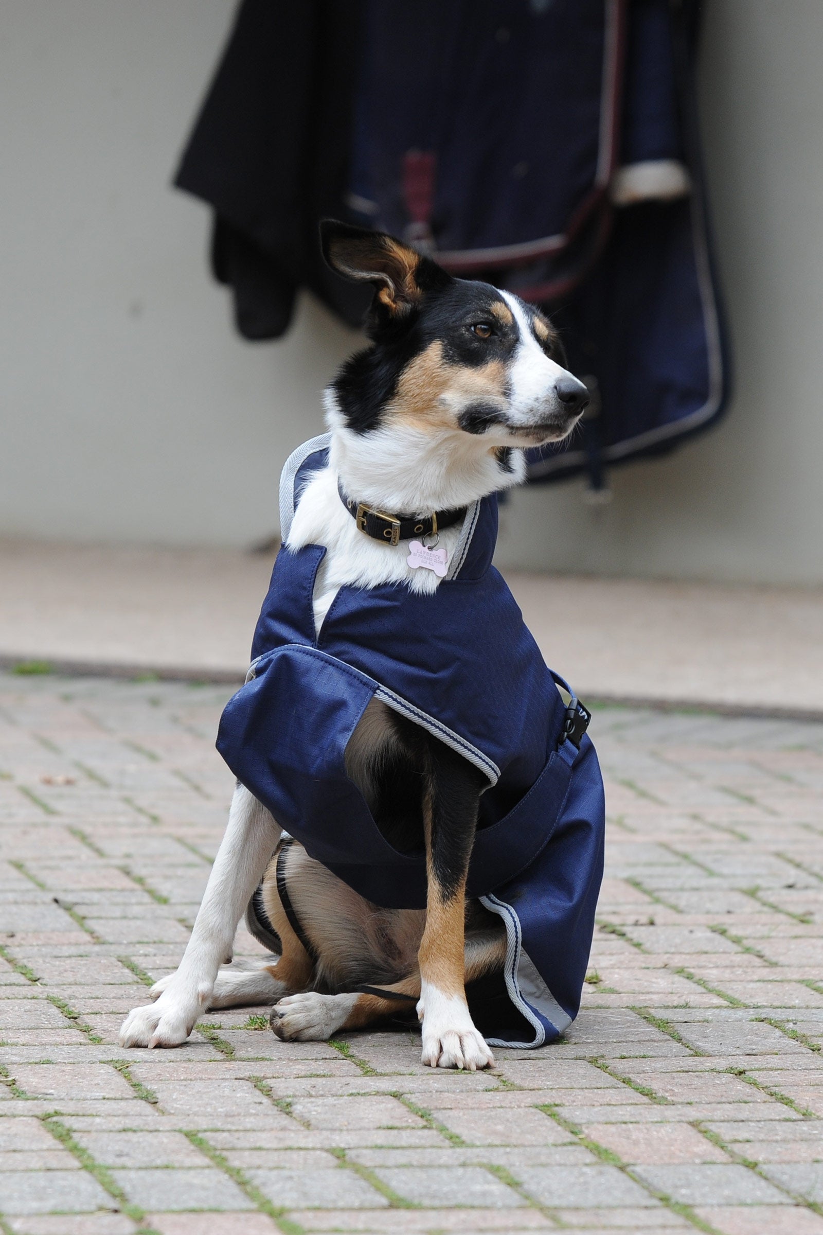 Bucas Freedom Dog Rug, 50g  (50-75 cm) Dog Accesories