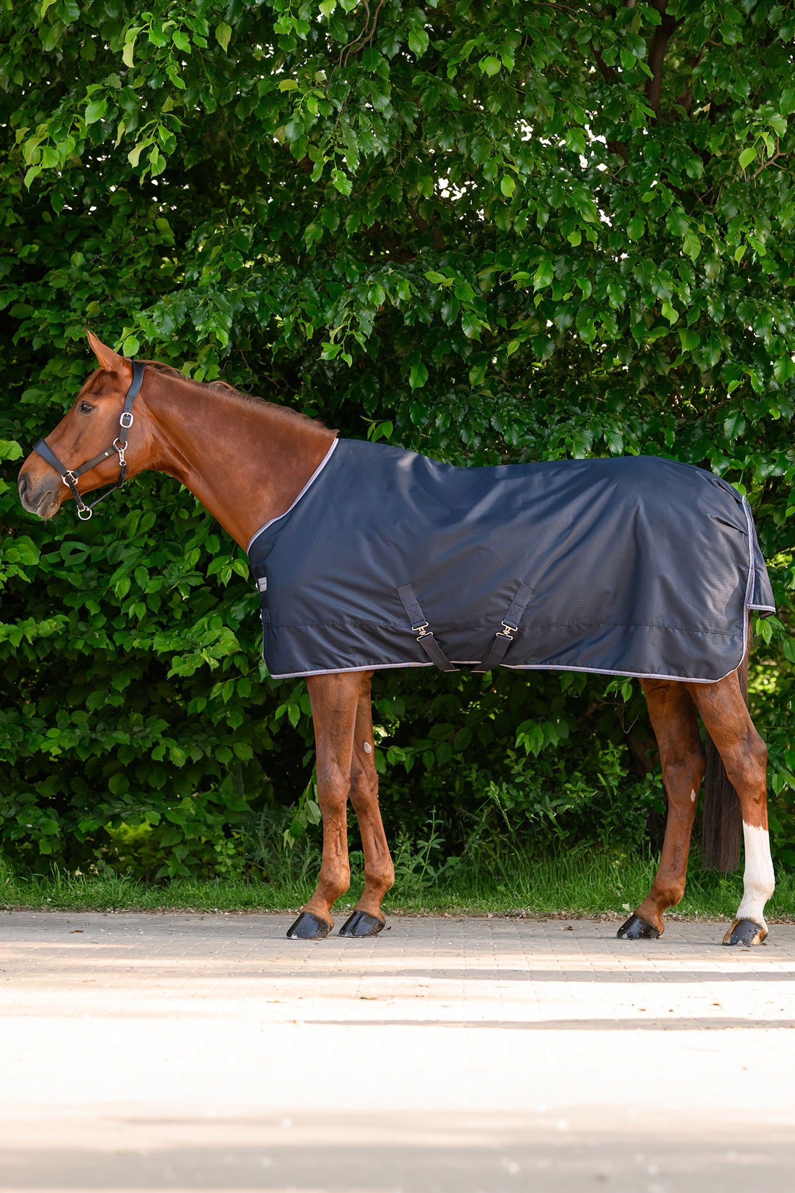 Waldhausen ECONOMIC výběhová deka, 100g Horse Rugs