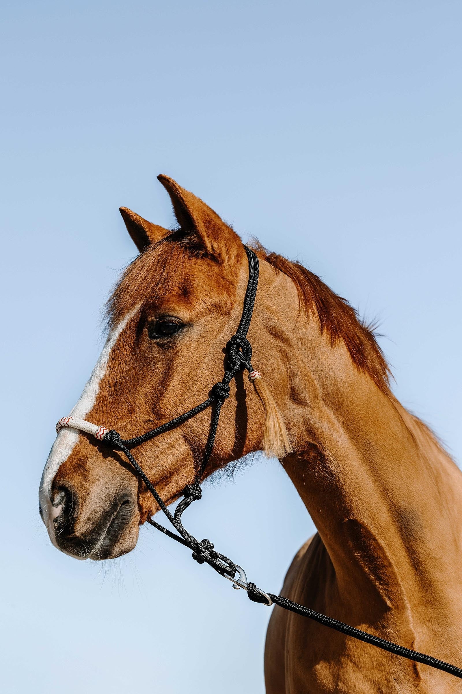 WESTRIDE Westernová provazová ohlávka Halters & Leads