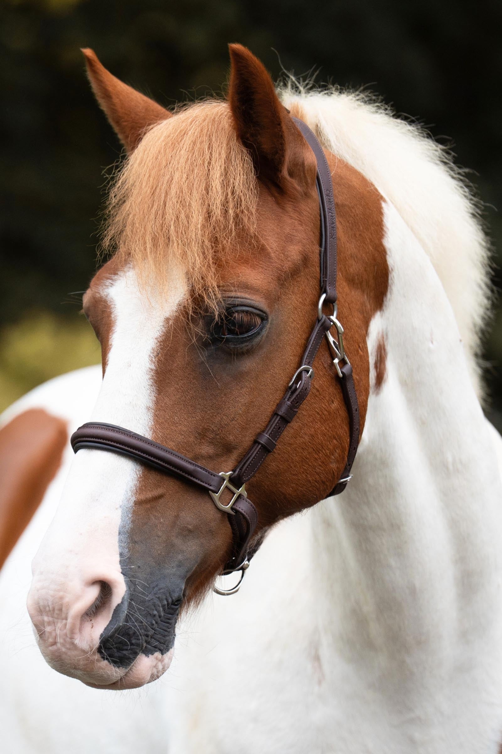 Kavalkade Artemis Trail Bridle Bridles & Reins