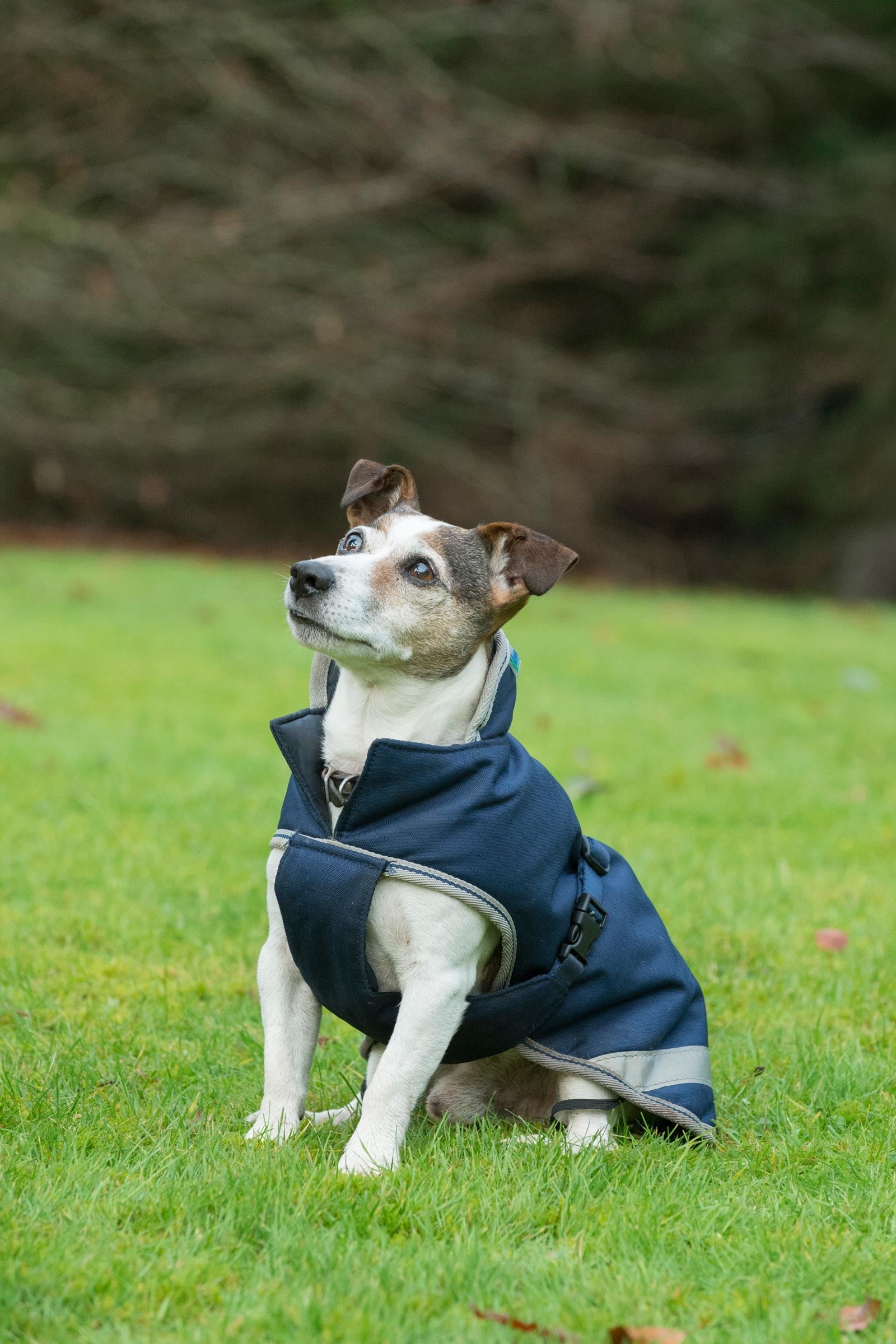 Bucas Freedom Psí deky, 300g (30-45 cm) Dog Accesories